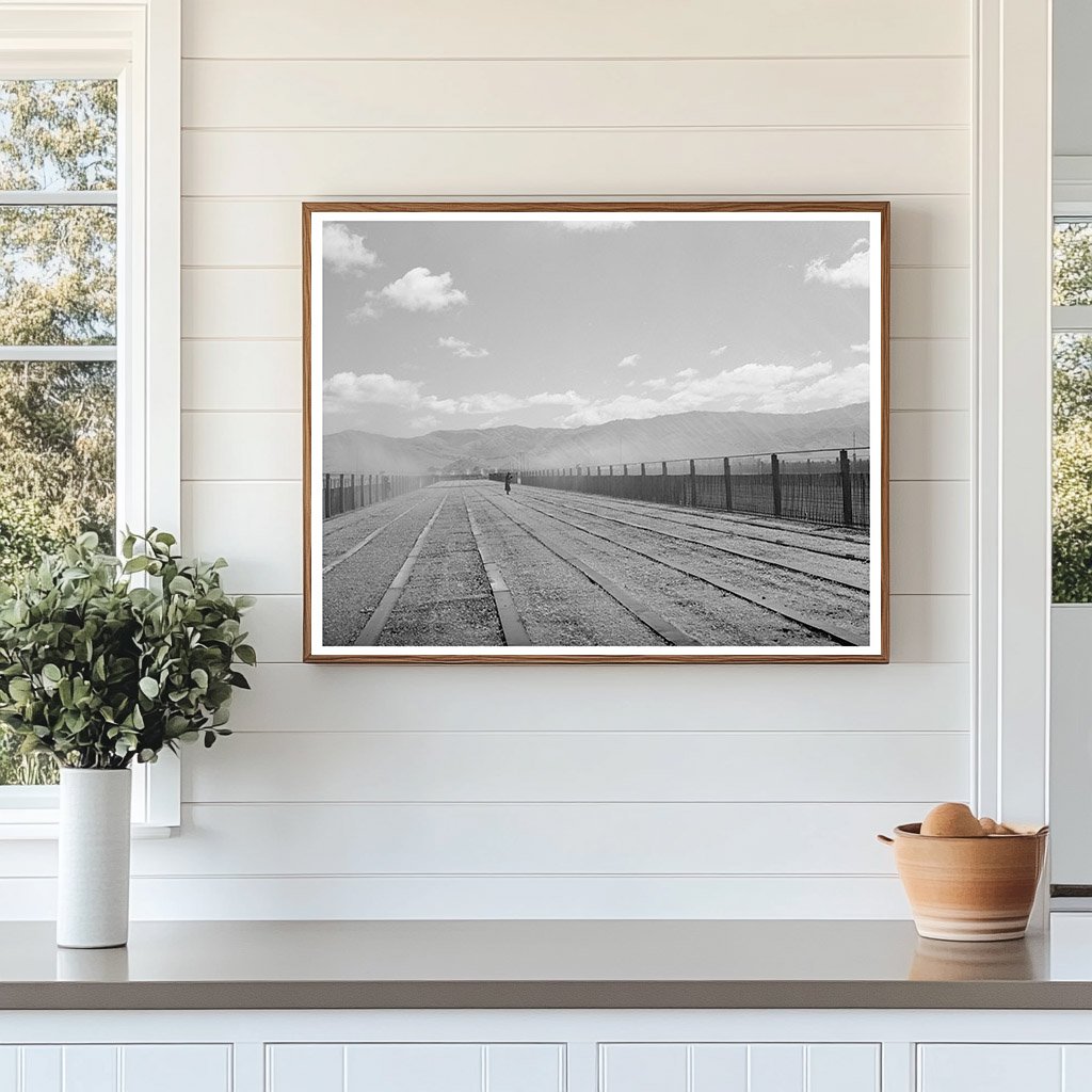 Guayule Nursery Irrigation Salinas California May 1942