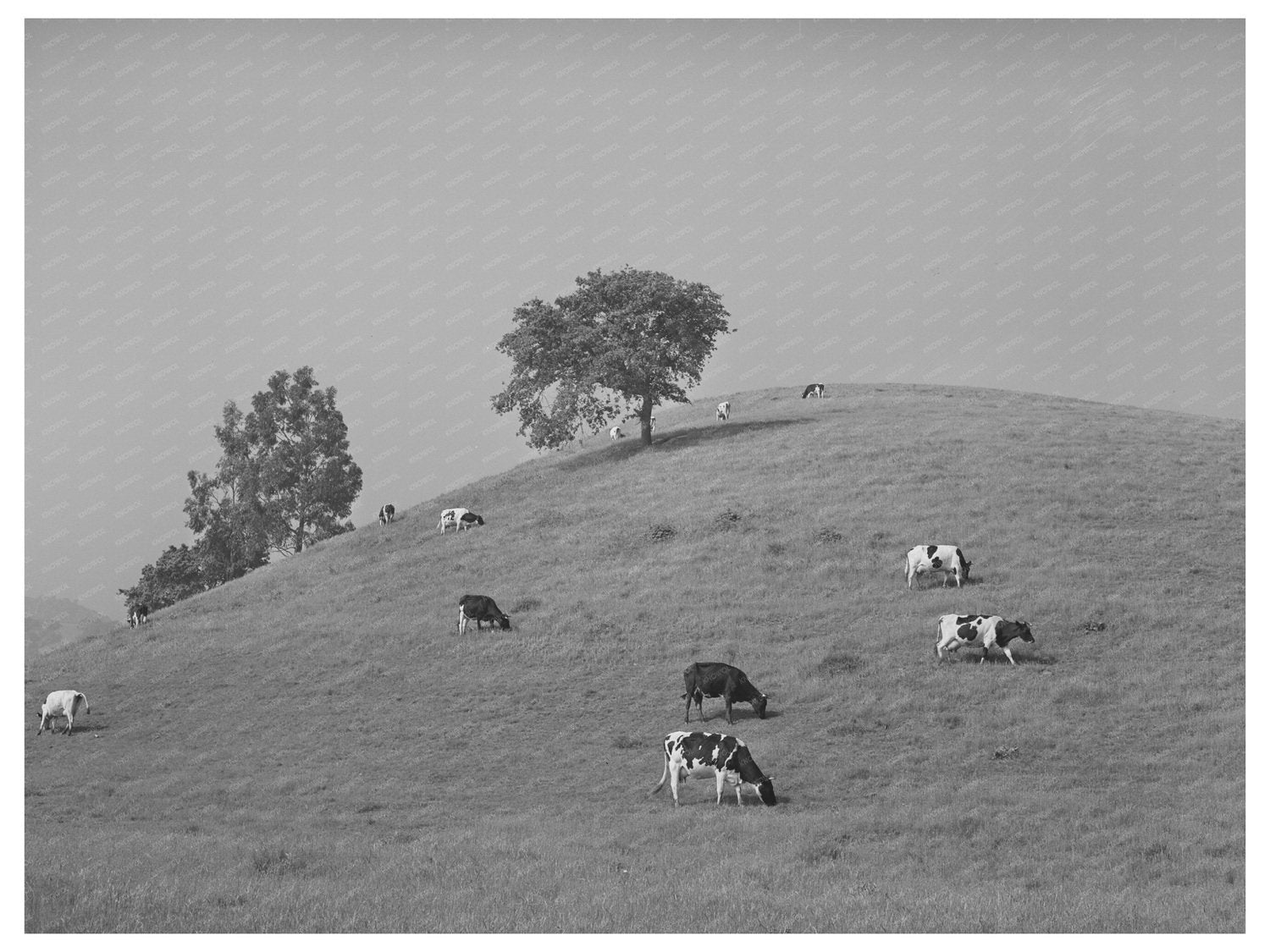 Cattle Grazing in San Benito County California 1942