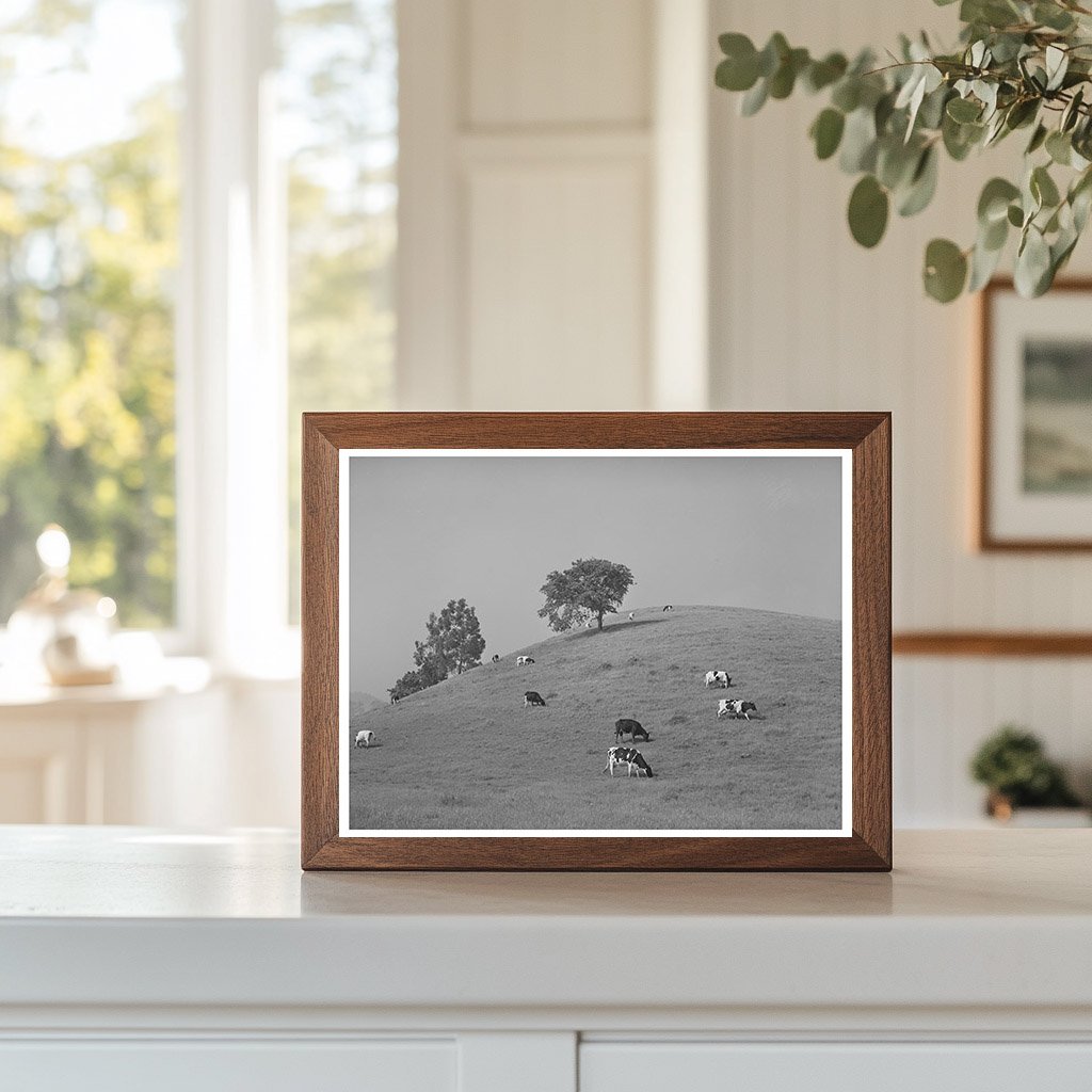 Cattle Grazing in San Benito County California 1942