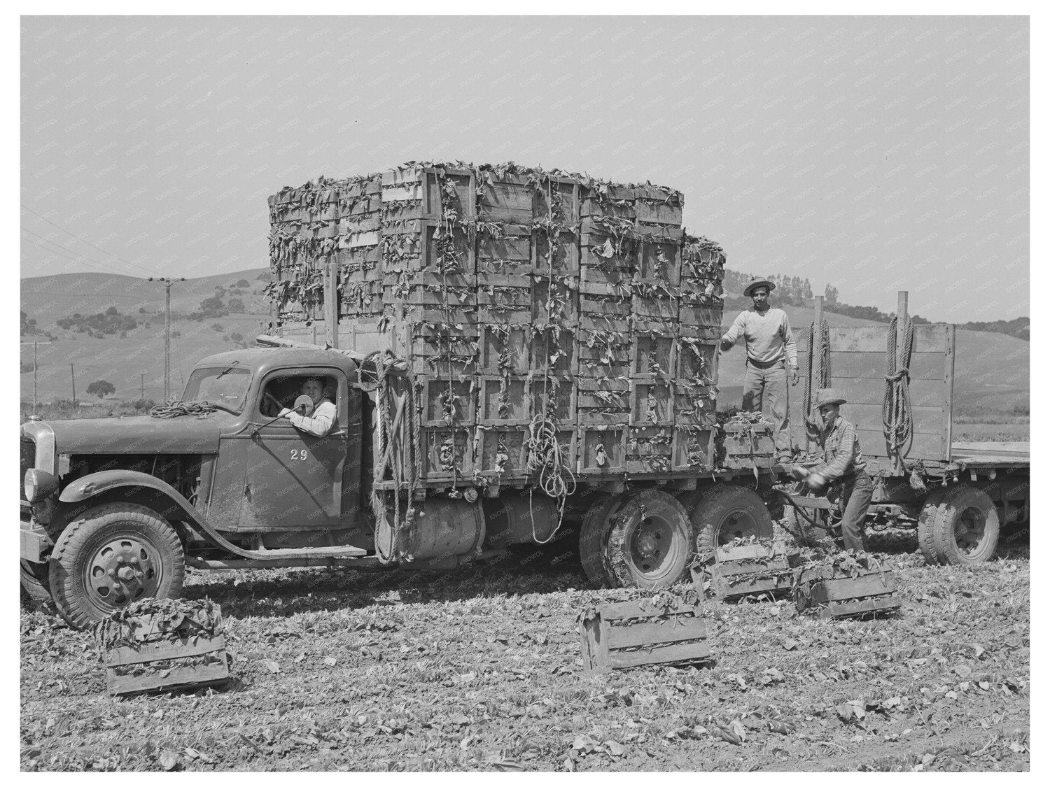 Japanese-Americans Harvest Spinach San Benito County 1942