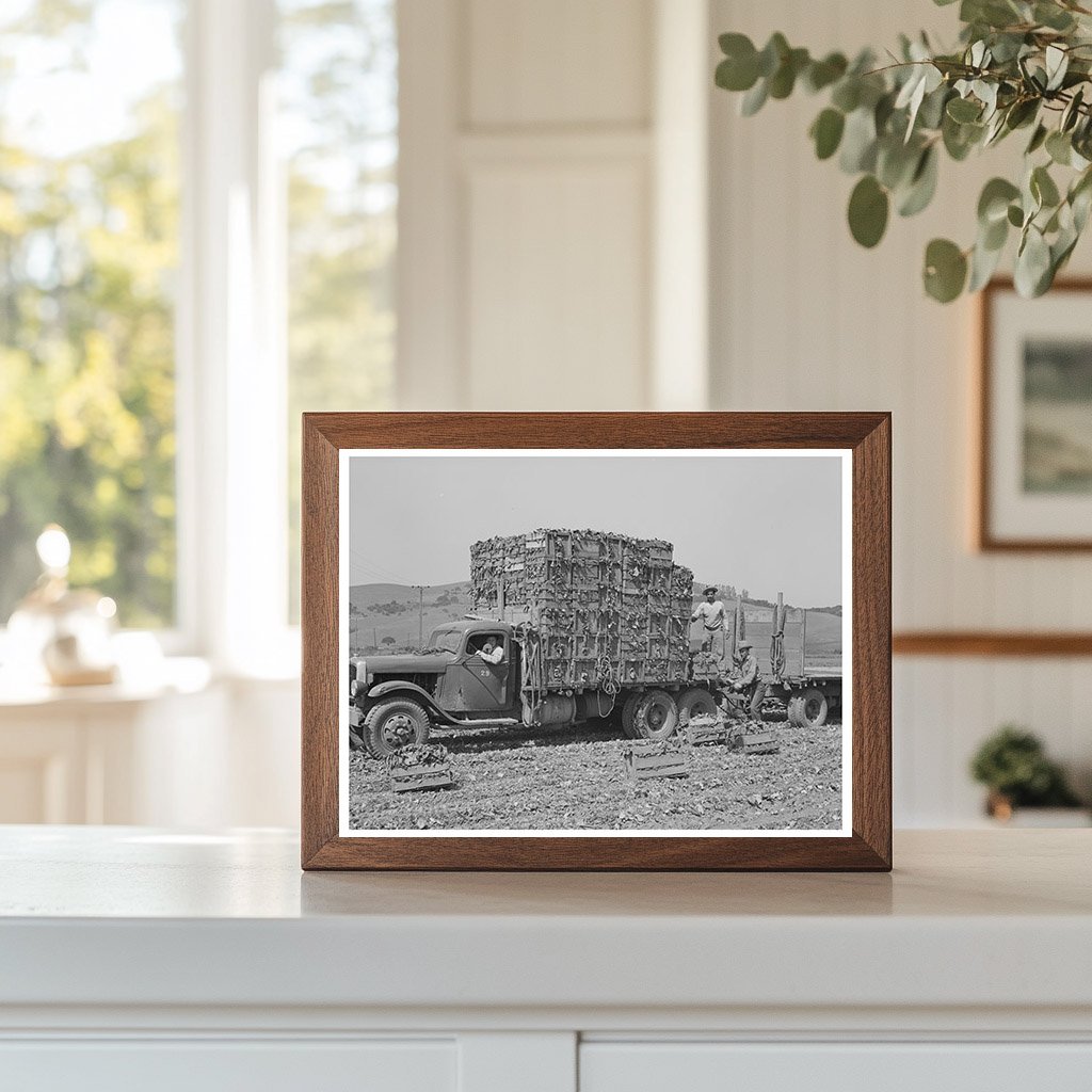 Japanese-Americans Harvest Spinach San Benito County 1942