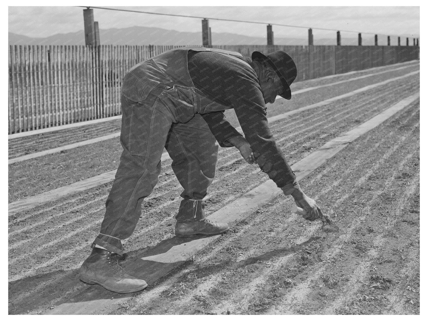1942 Guayule Nursery Workers in Salinas California