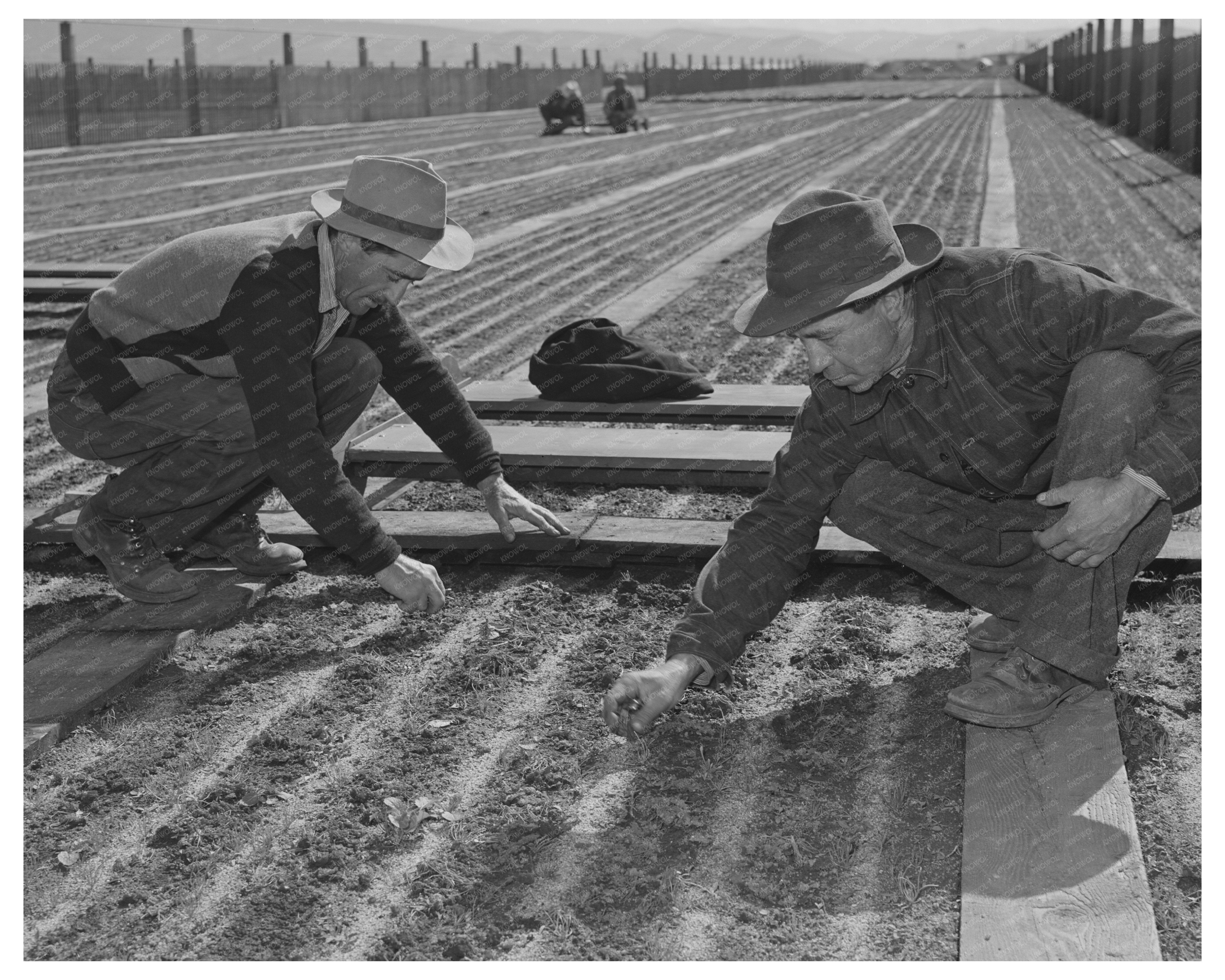 Guayule Nursery Workers Salinas California May 1942