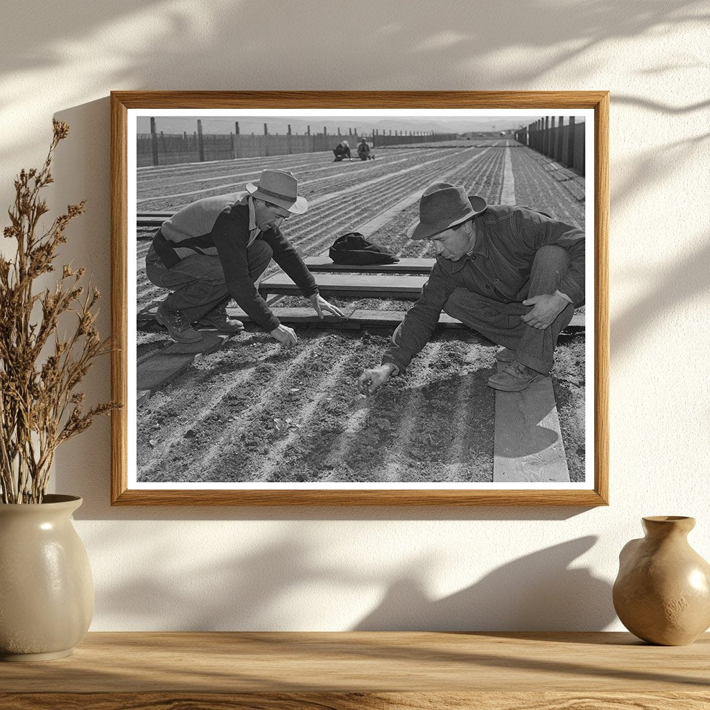 Guayule Nursery Workers Salinas California May 1942