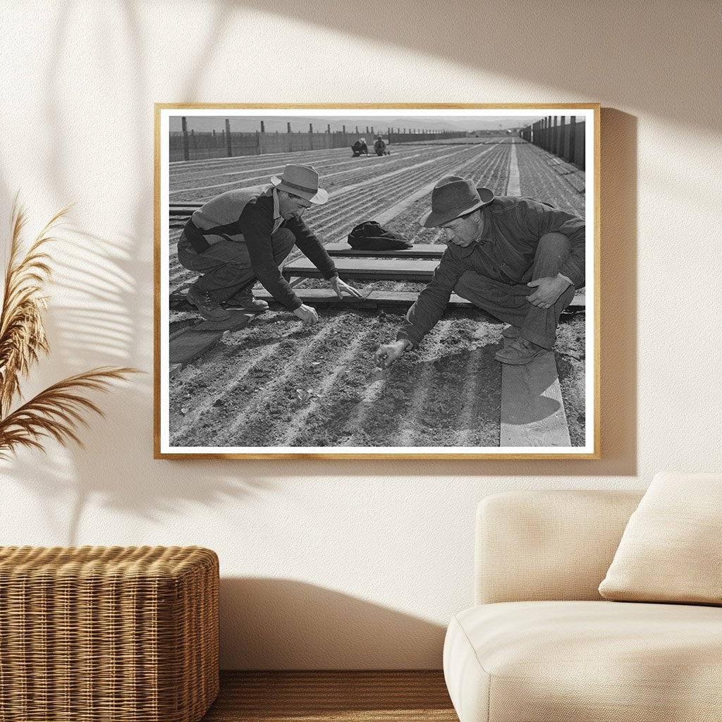 Guayule Nursery Workers Salinas California May 1942
