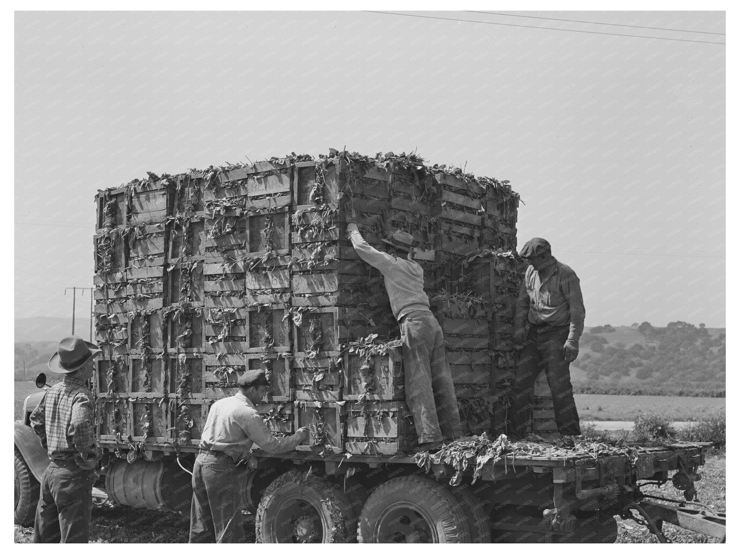 Japanese-Americans Loading Spinach Truck San Benito 1942