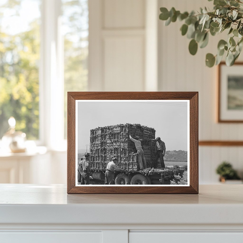 Japanese-Americans Loading Spinach Truck San Benito 1942