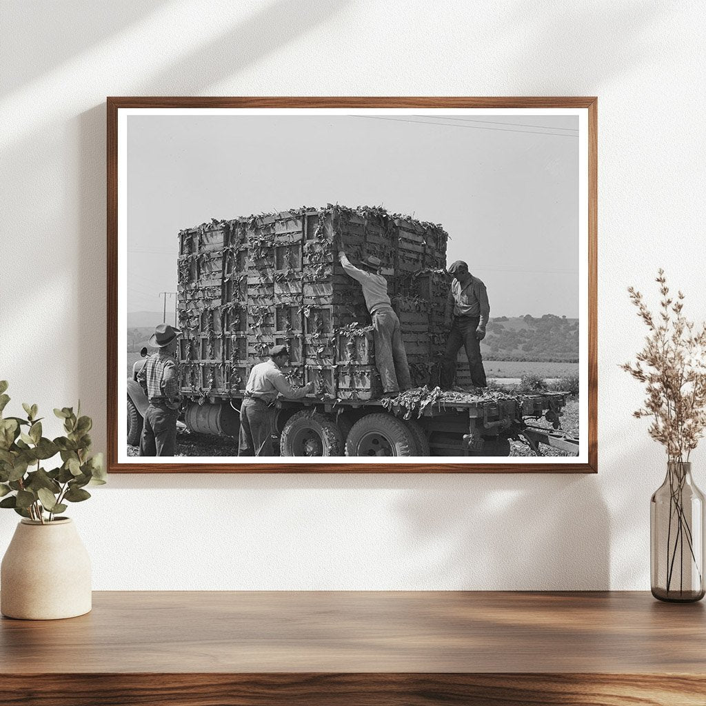 Japanese-Americans Loading Spinach Truck San Benito 1942