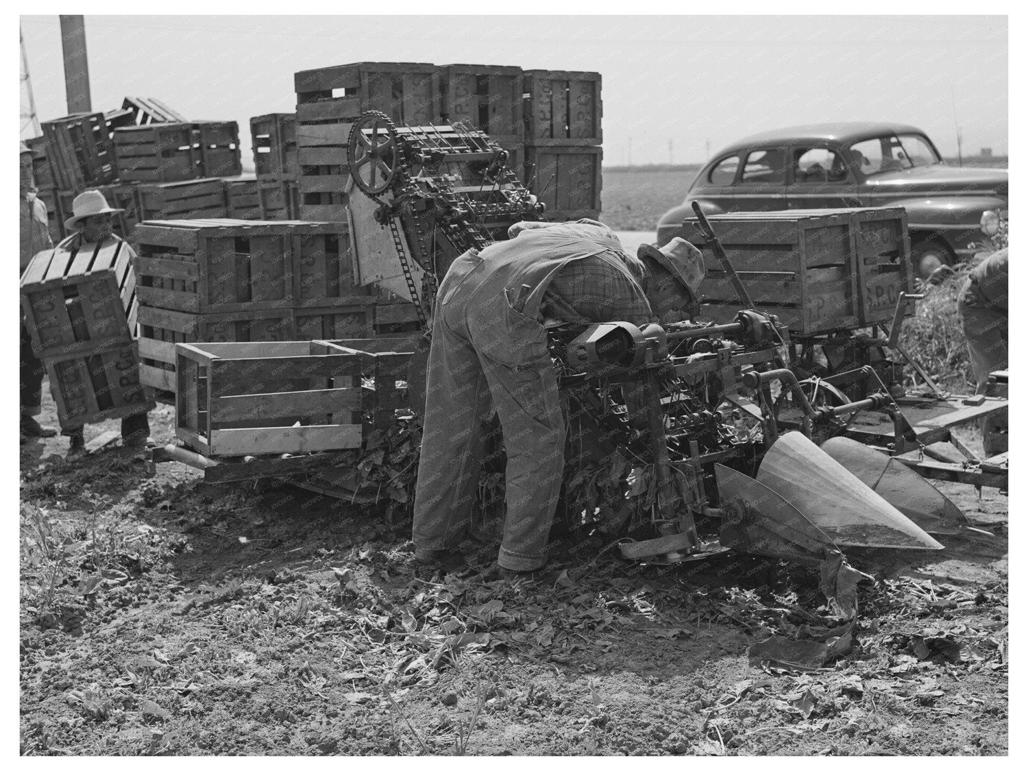 1942 Vintage Spinach Harvester Japanese-Americans California