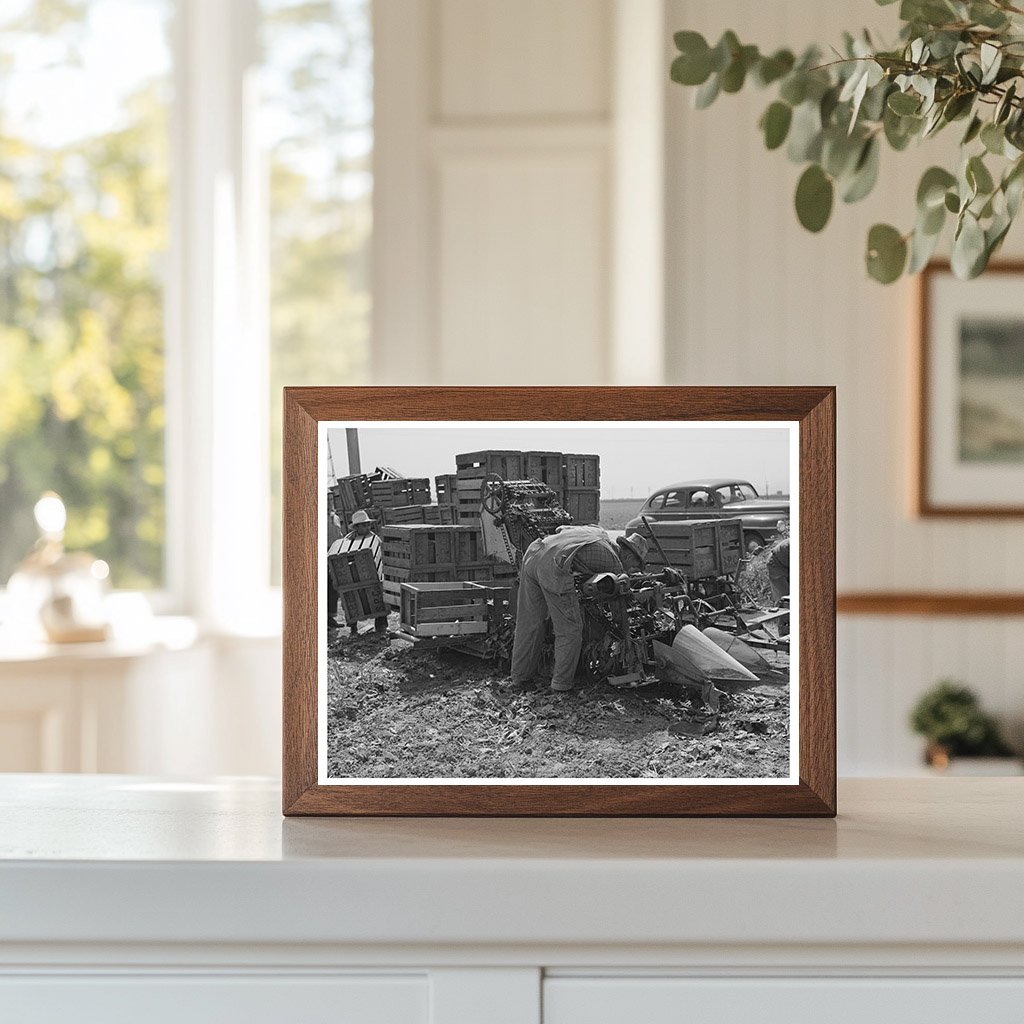 1942 Vintage Spinach Harvester Japanese-Americans California