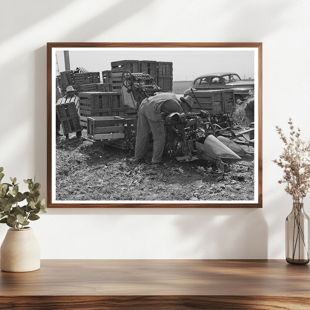 1942 Vintage Spinach Harvester Japanese-Americans California