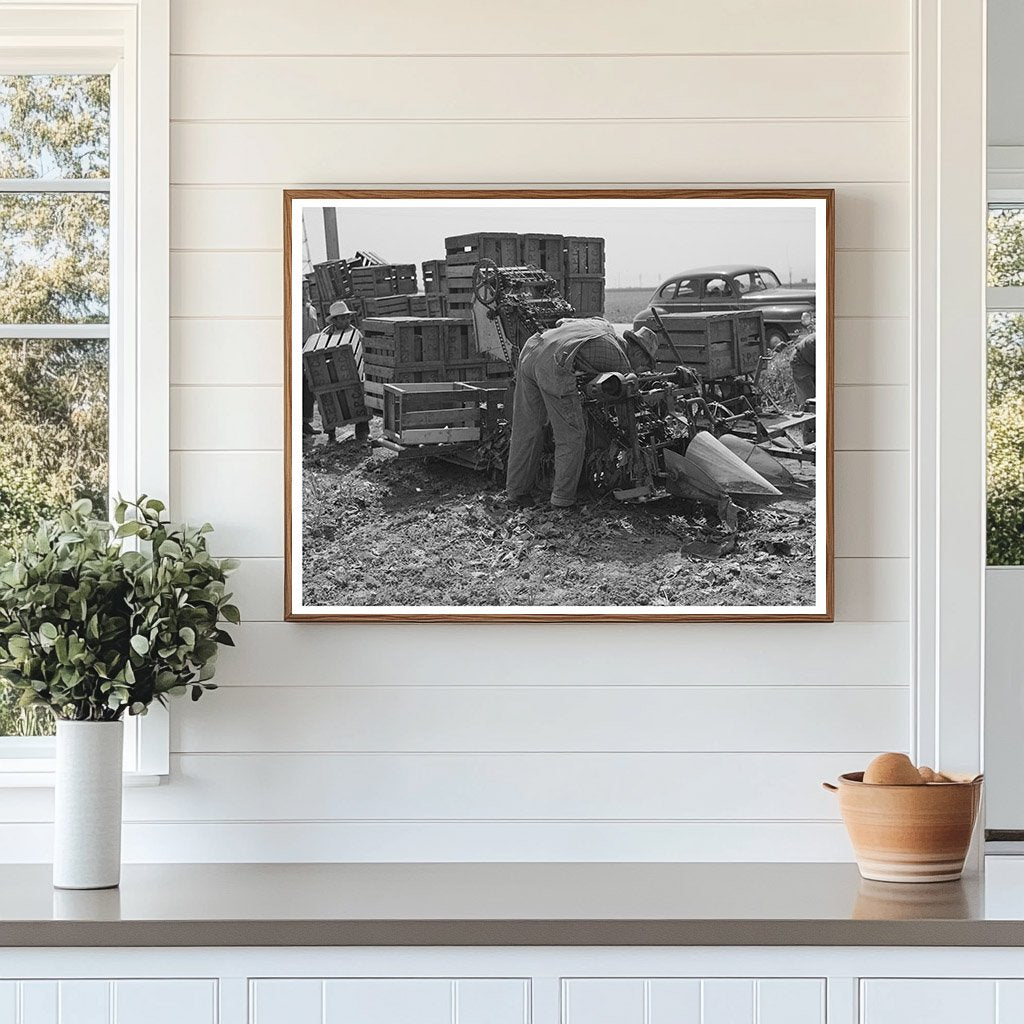 1942 Vintage Spinach Harvester Japanese-Americans California