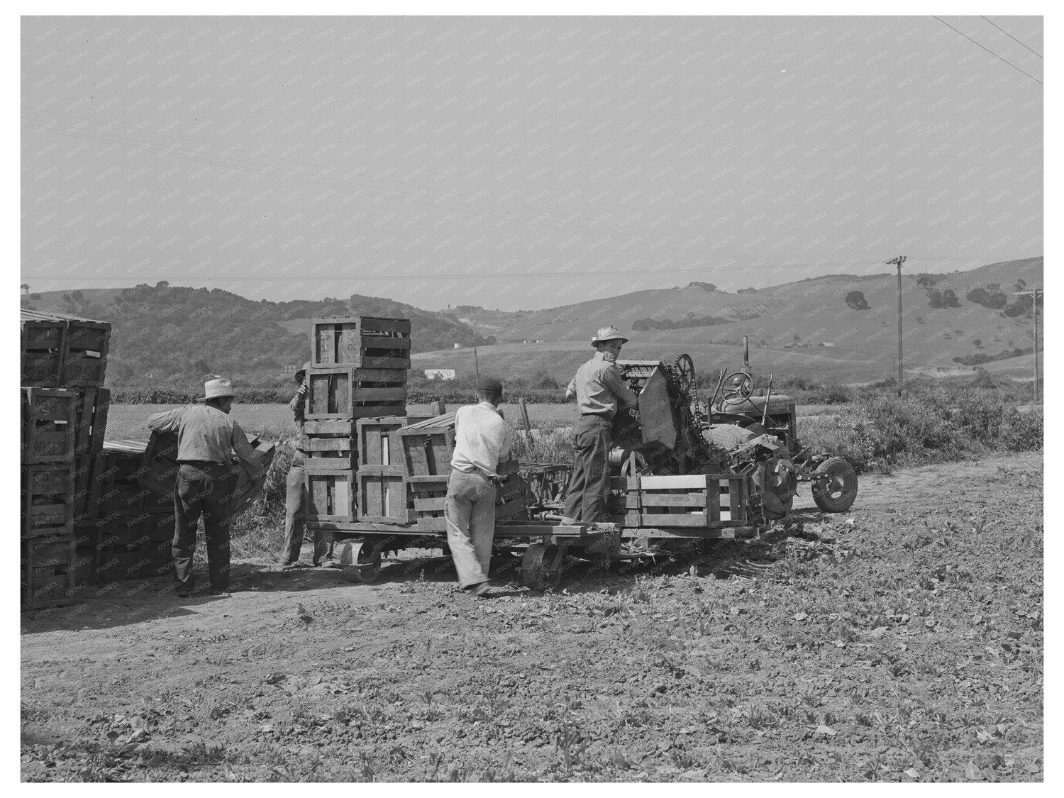 Japanese-Americans in Spinach Fields May 1942