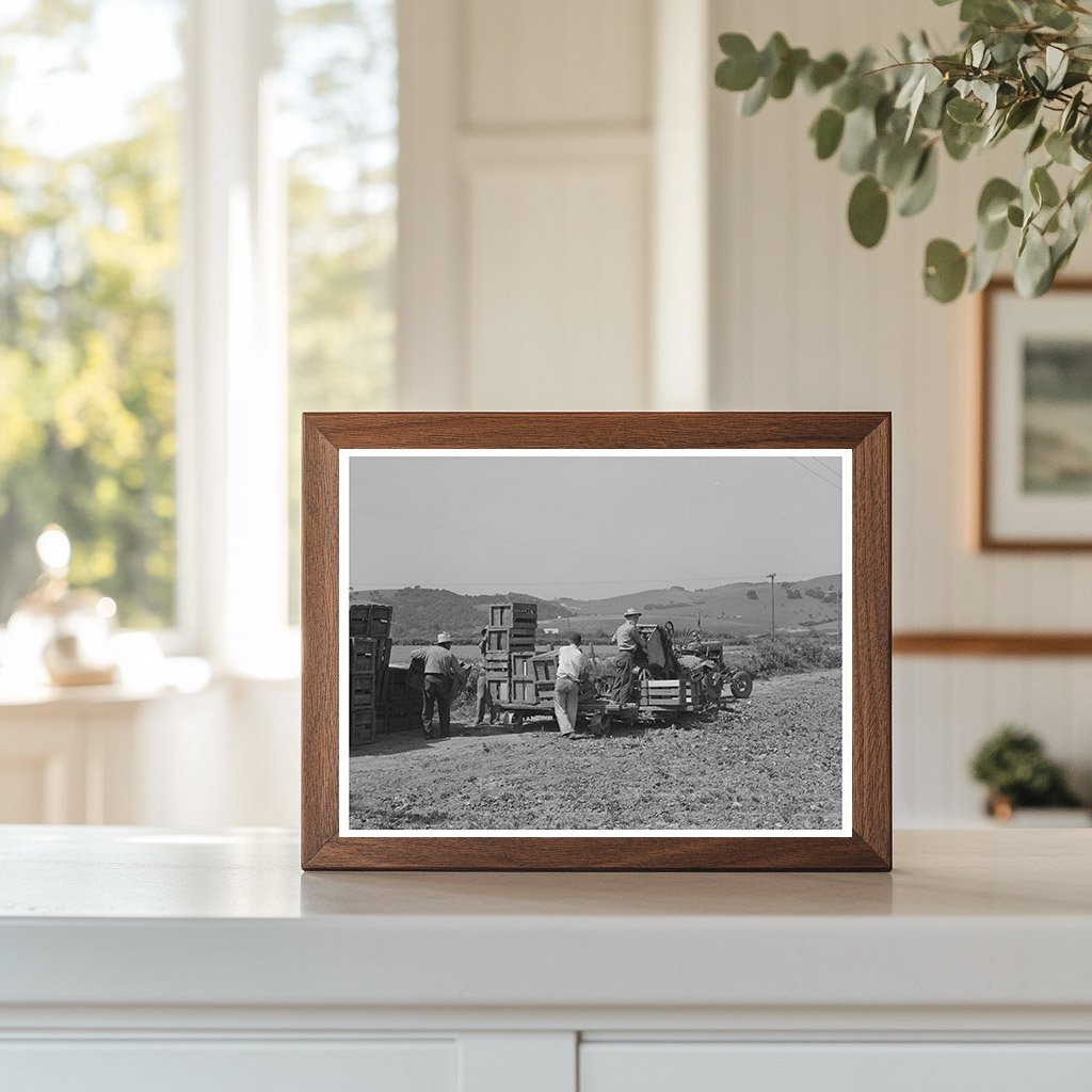 Japanese-Americans in Spinach Fields May 1942