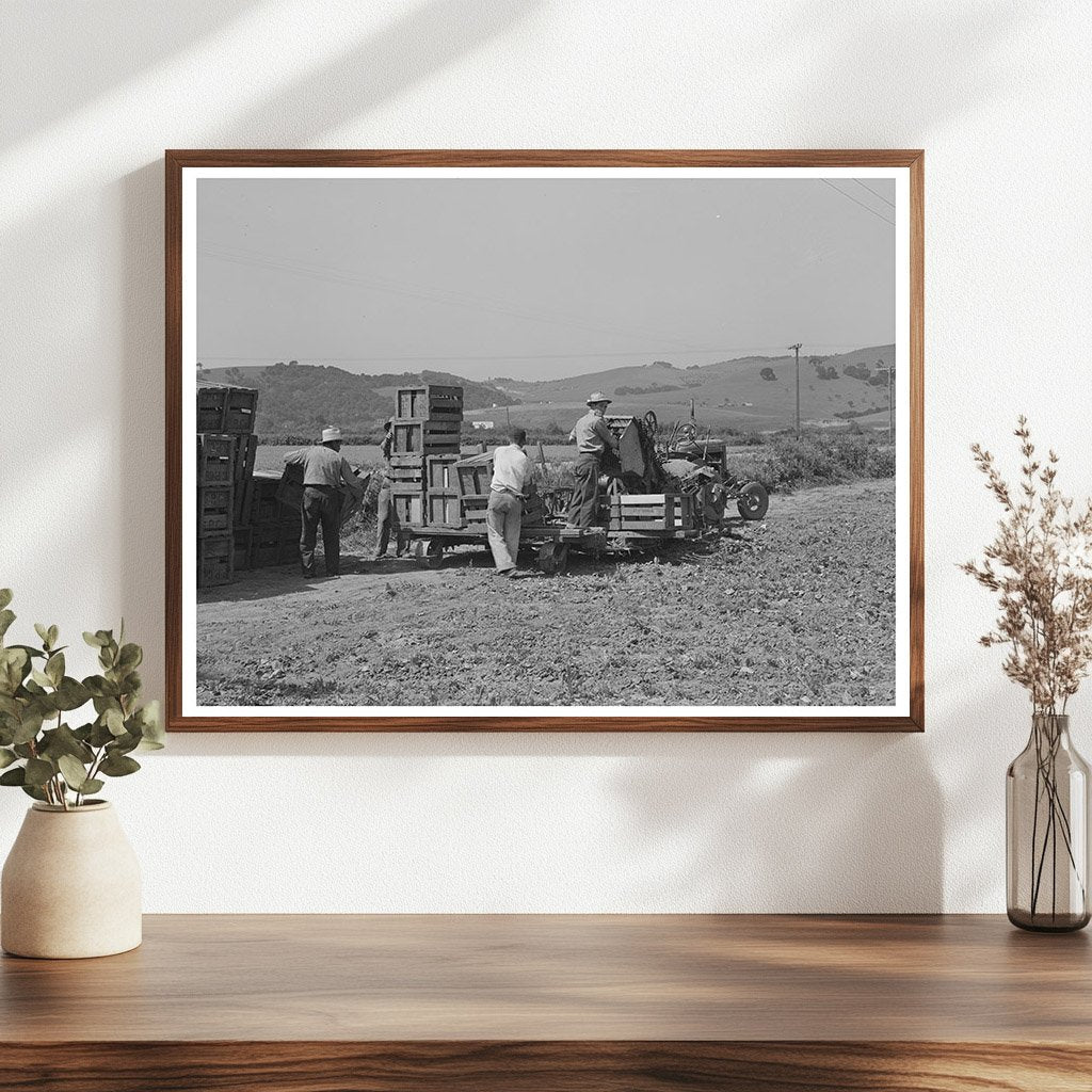 Japanese-Americans in Spinach Fields May 1942