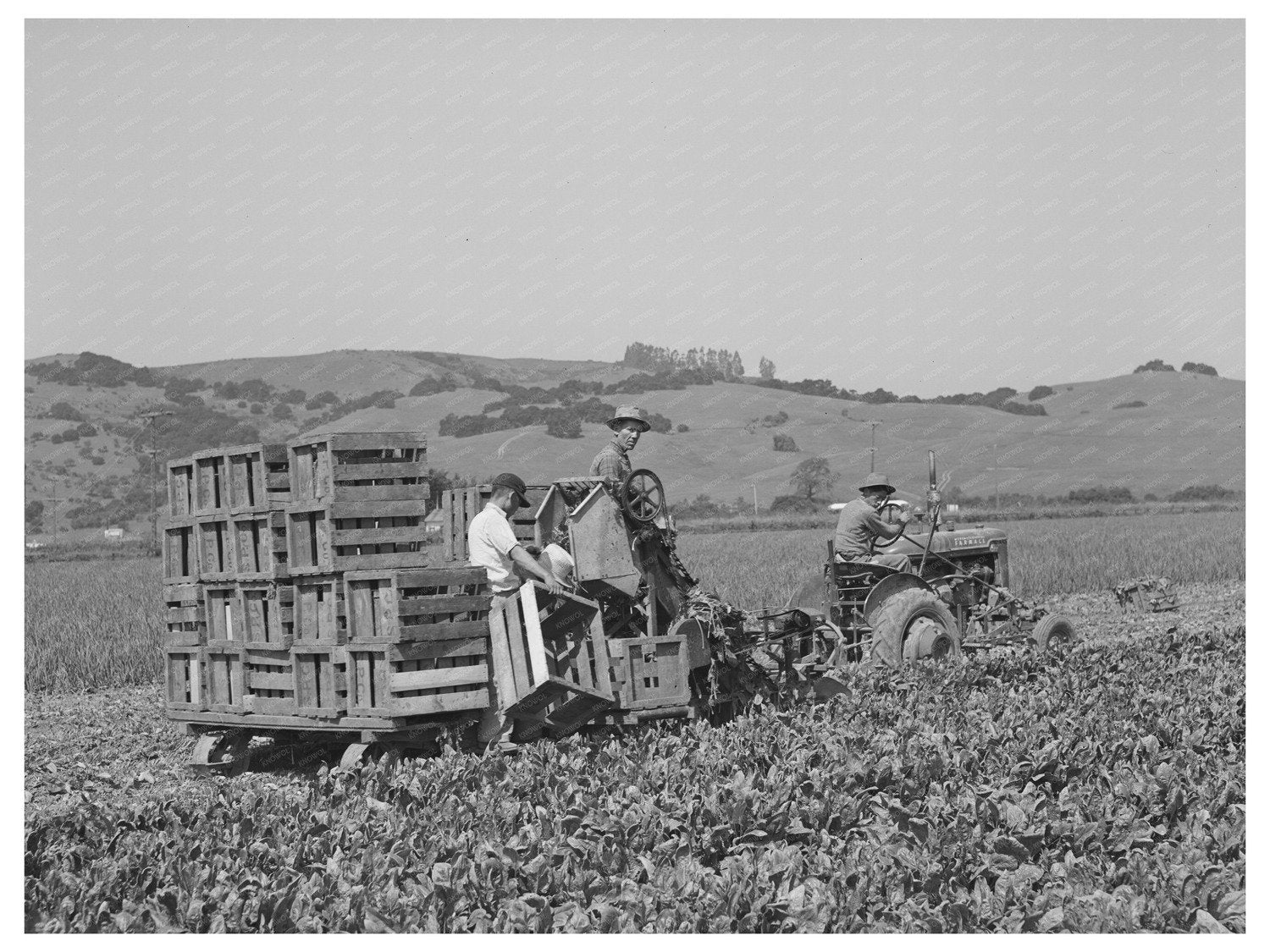 Japanese-Americans Spinach Harvesting in California 1942