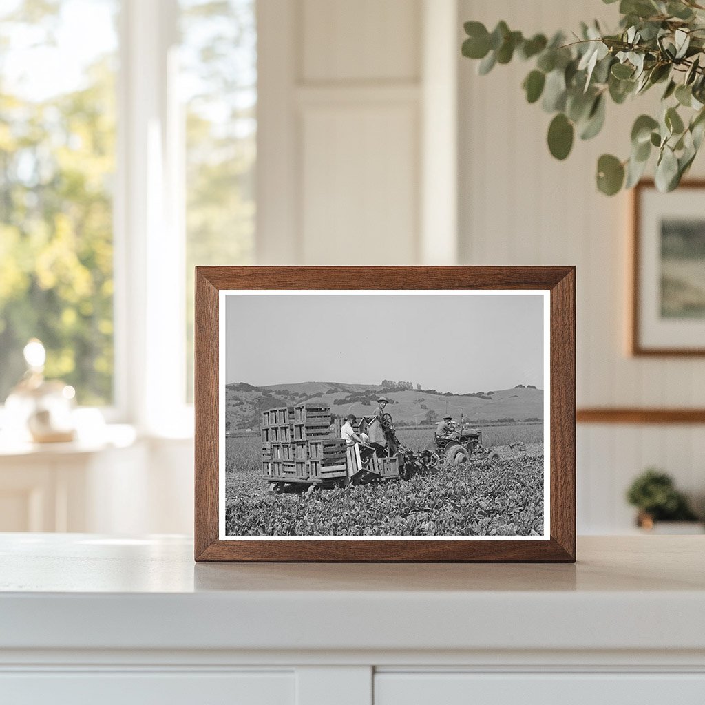 Japanese-Americans Spinach Harvesting in California 1942