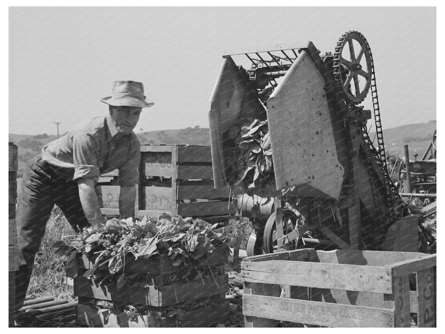 Japanese-American Man in Spinach Field San Benito 1942