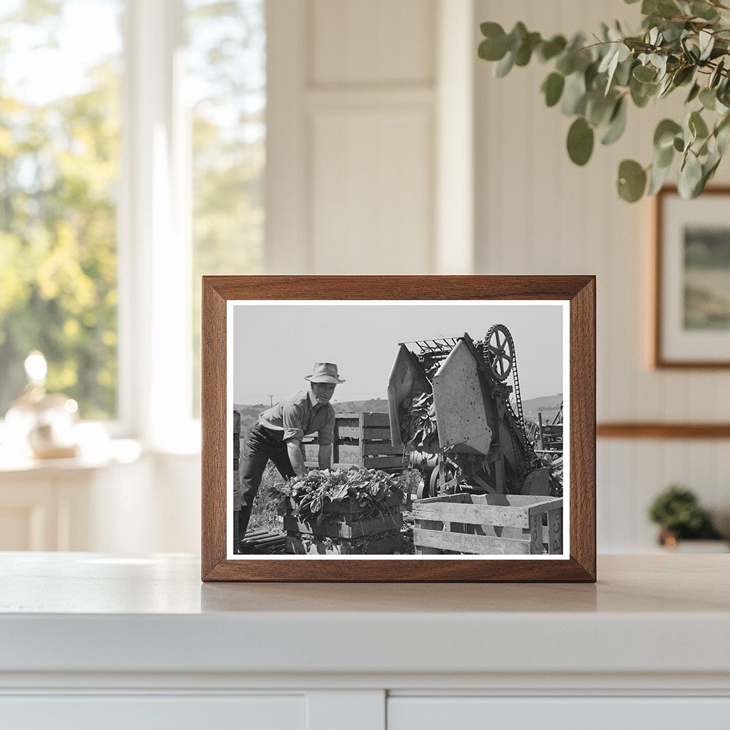Japanese-American Man in Spinach Field San Benito 1942