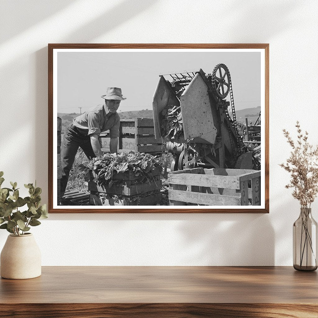 Japanese-American Man in Spinach Field San Benito 1942