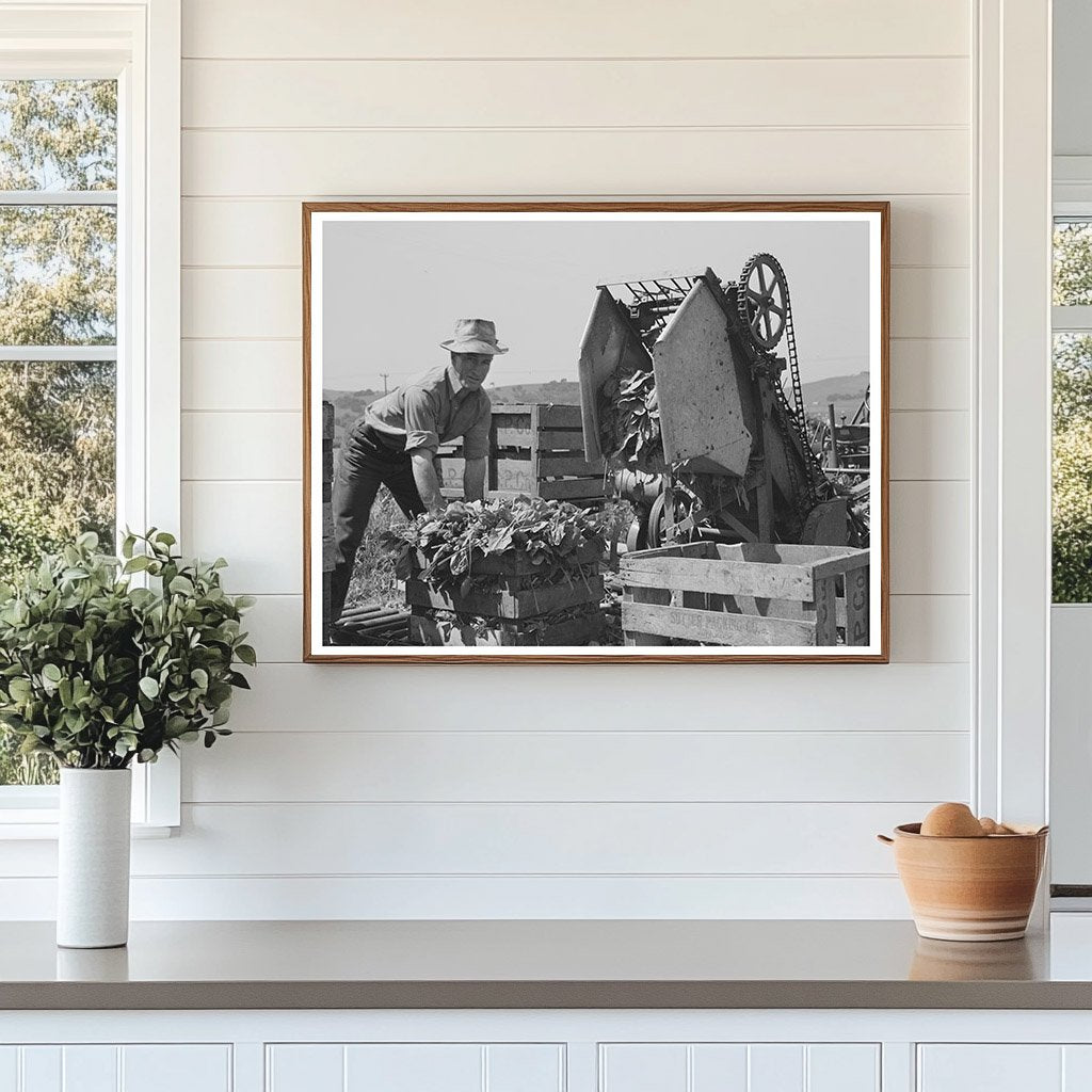 Japanese-American Man in Spinach Field San Benito 1942