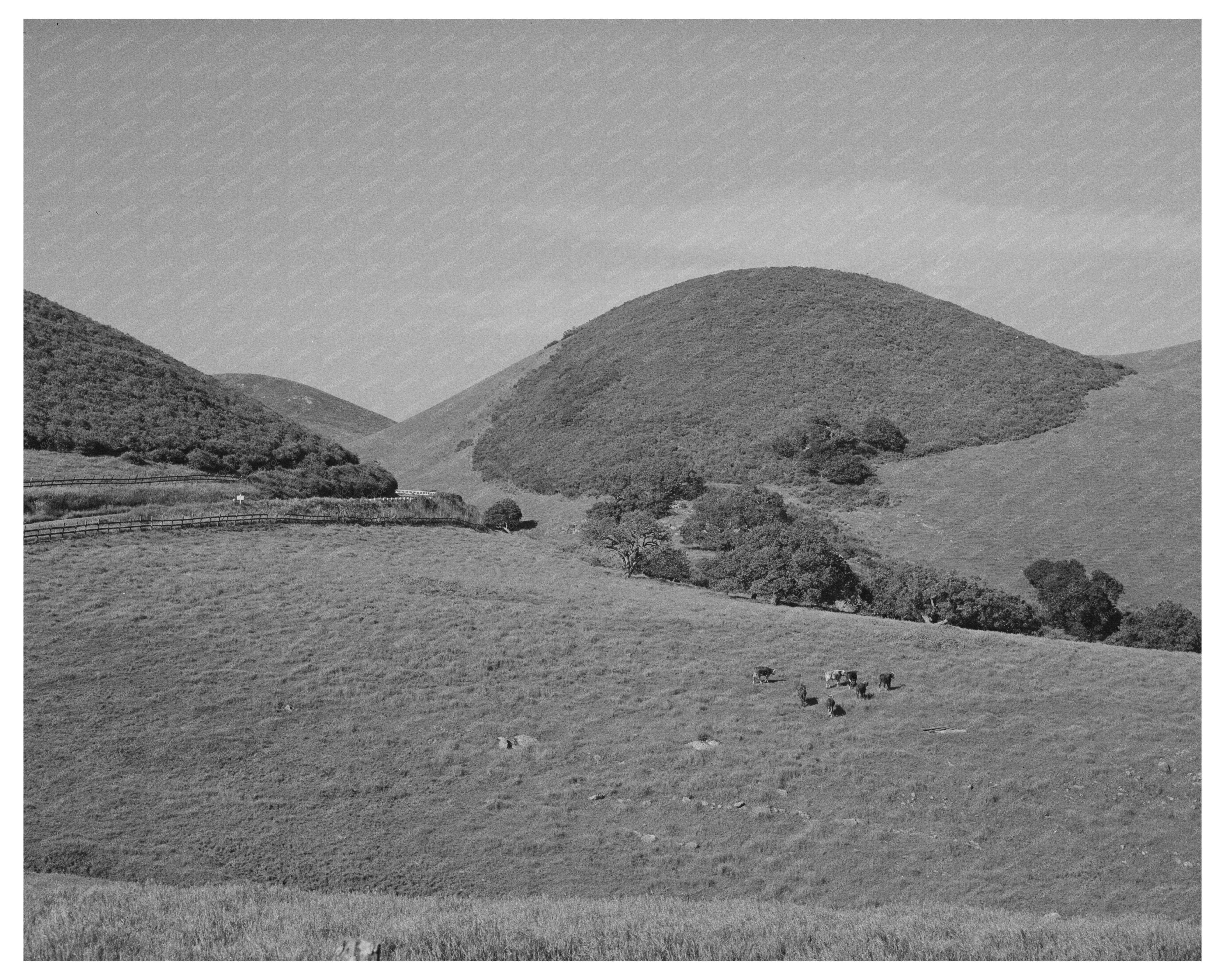Cattle Grazing on Hills in San Benito County 1942