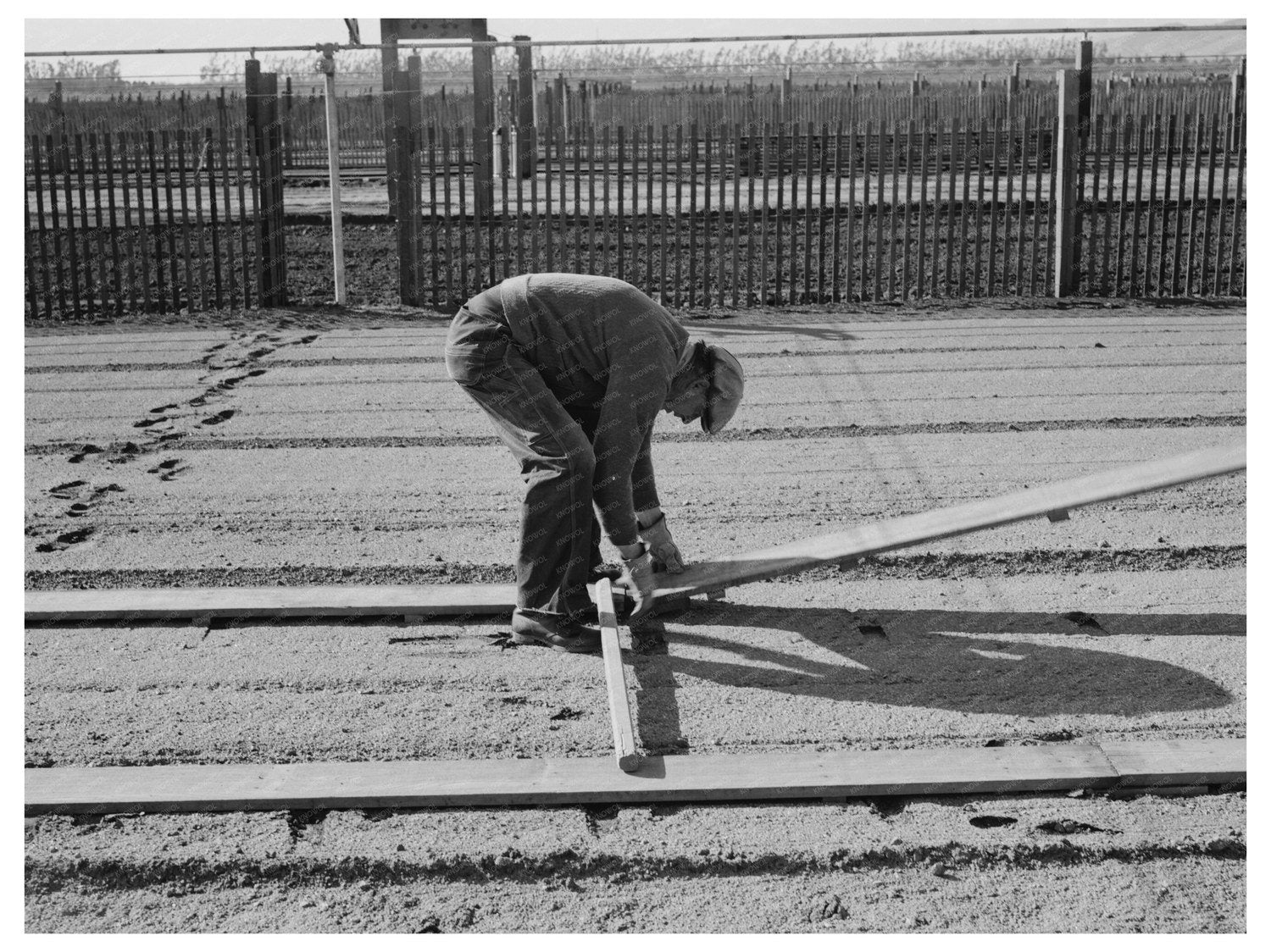 Workman Laying Duckboards in Guayule Nursery 1942