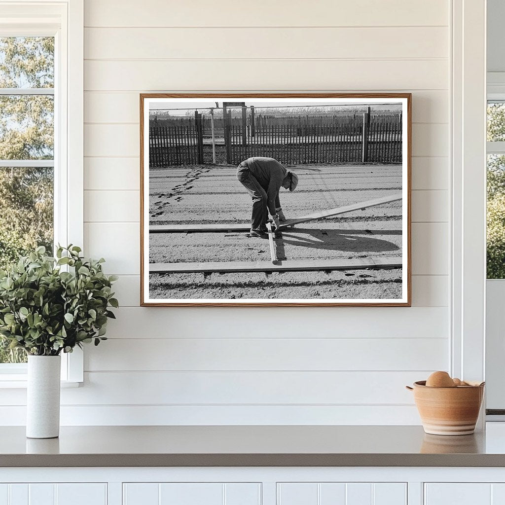 Workman Laying Duckboards in Guayule Nursery 1942
