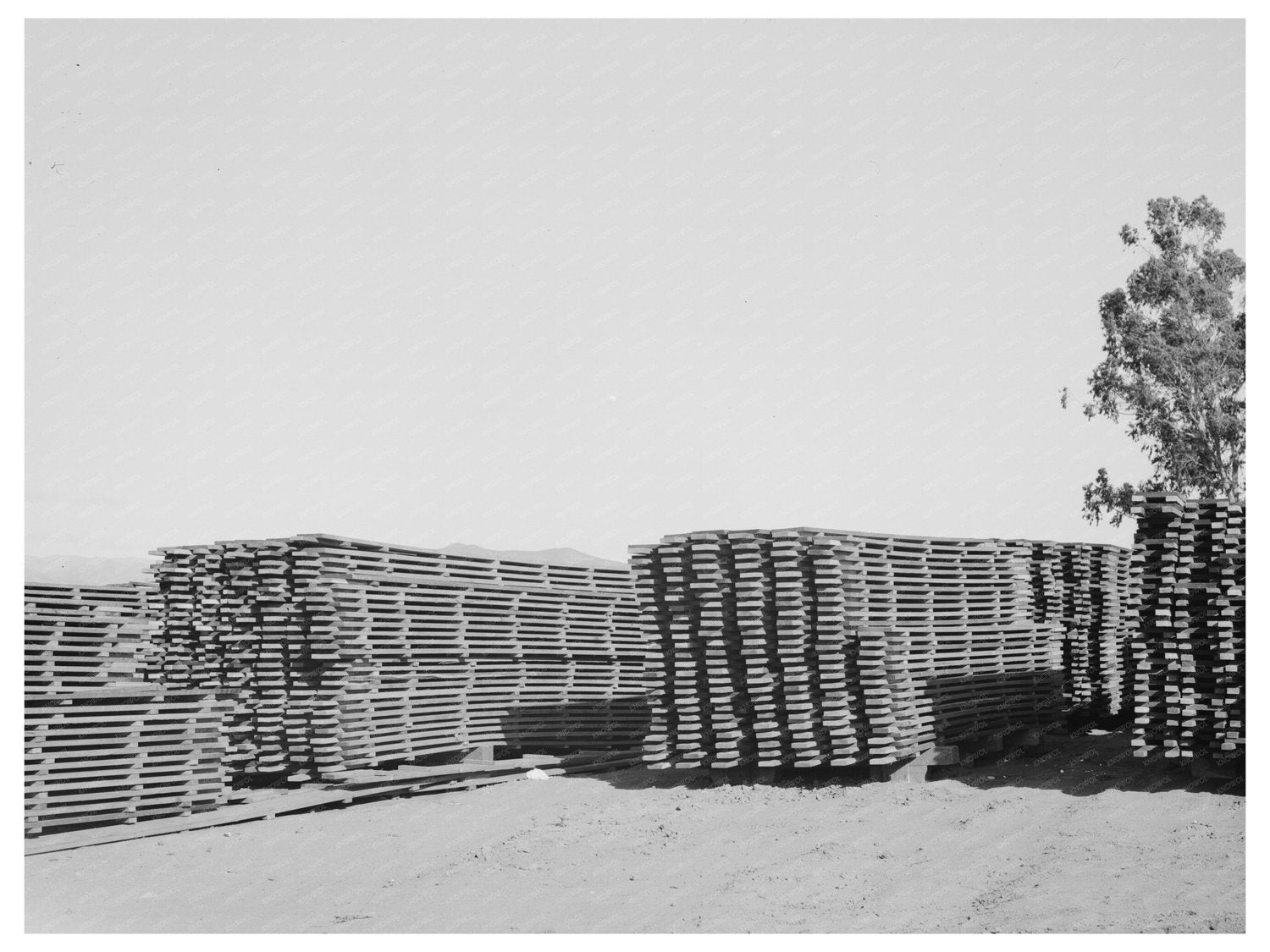Guayule Nursery Duckboards in Salinas May 1942