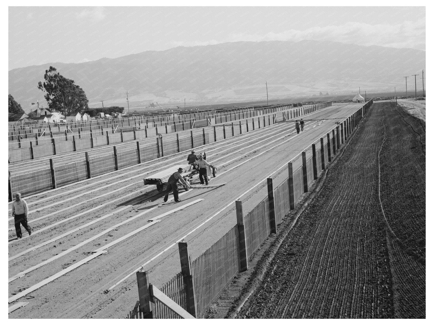 Workmen Installing Duckboard in Guayule Nursery 1942