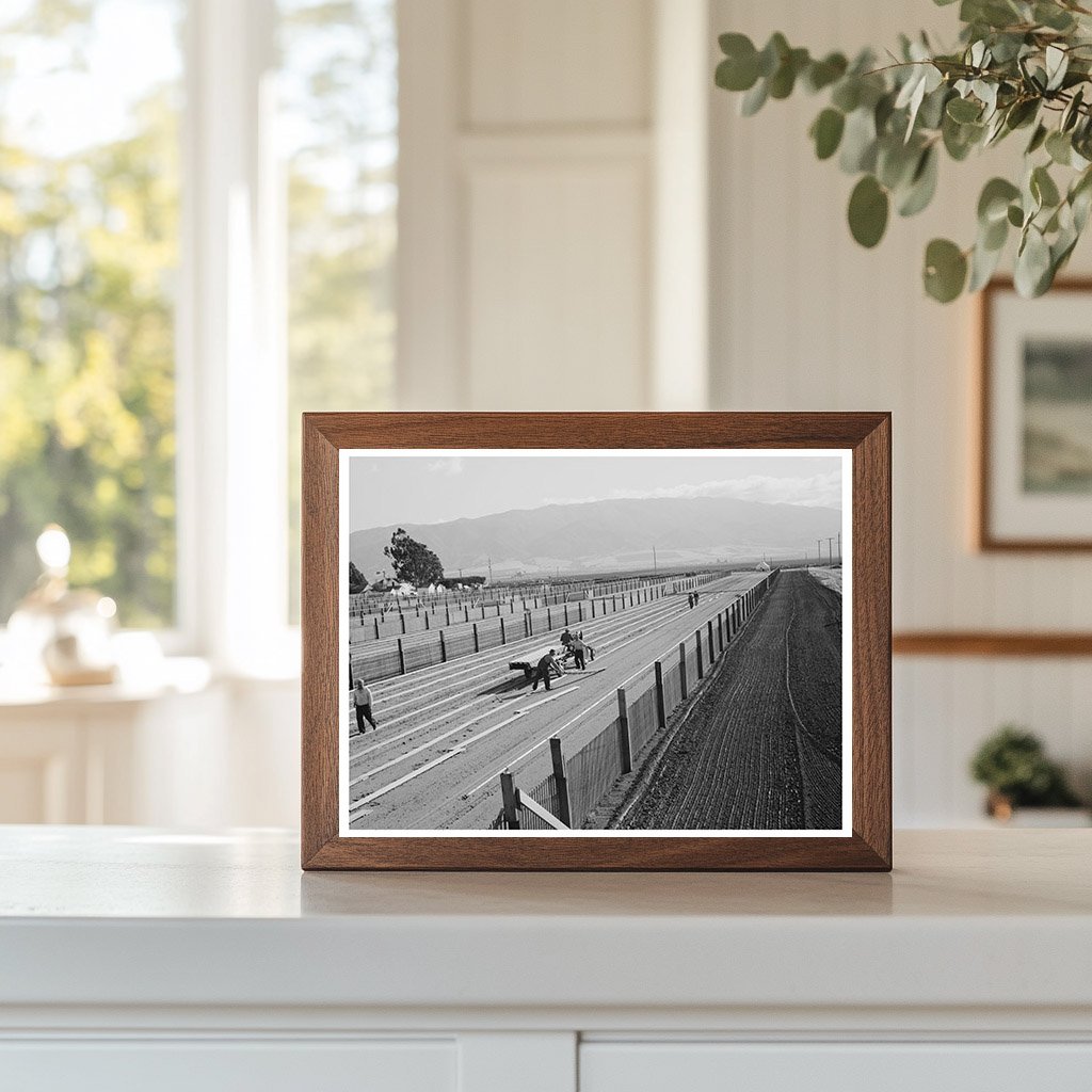 Workmen Installing Duckboard in Guayule Nursery 1942