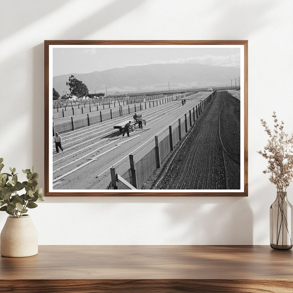 Workmen Installing Duckboard in Guayule Nursery 1942