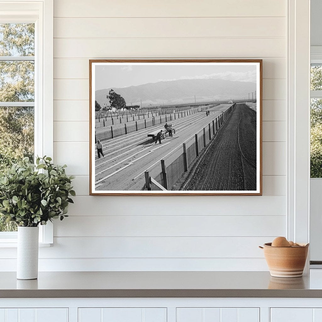Workmen Installing Duckboard in Guayule Nursery 1942