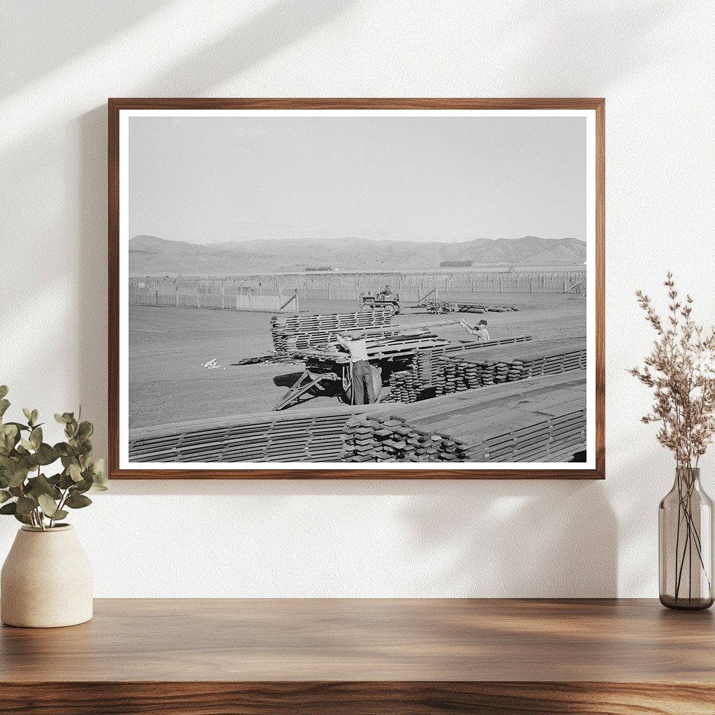 Guayule Nursery Duckboards Salinas California 1942