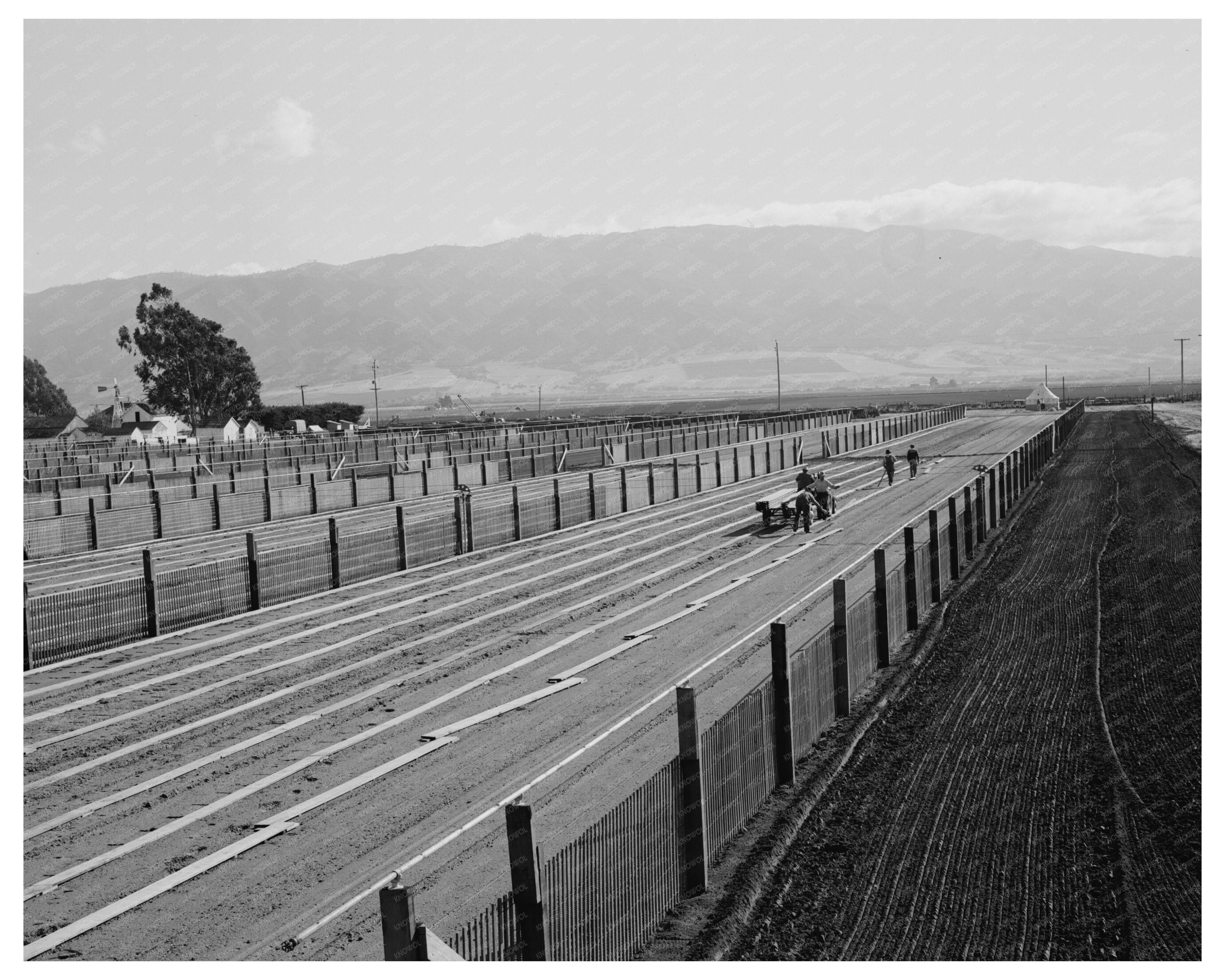 Duckboard Installation in Guayule Nursery May 1942