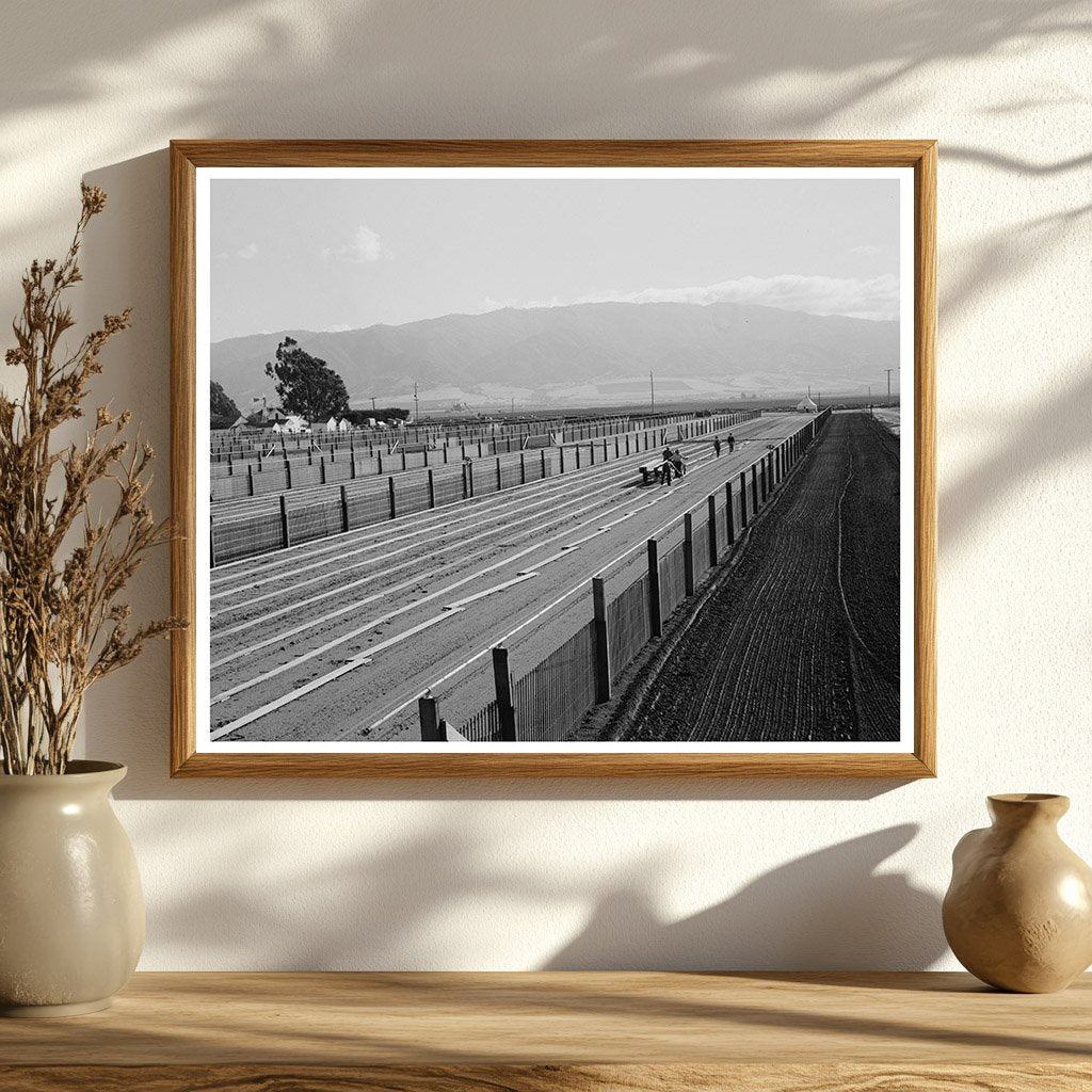 Duckboard Installation in Guayule Nursery May 1942