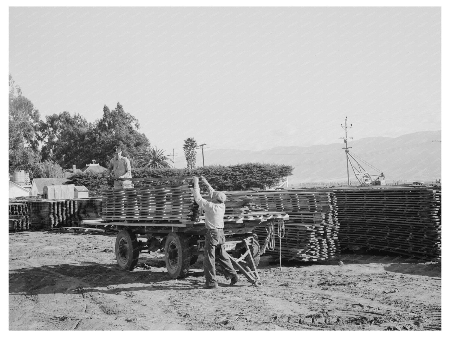 Salinas California Workers Unloading Duckboards 1942