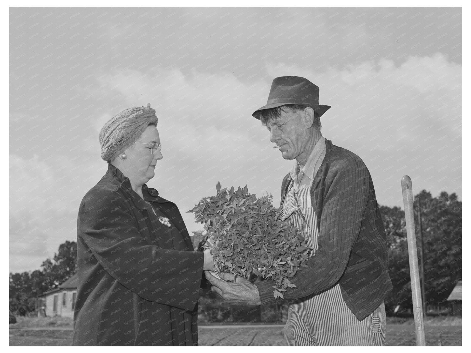 1942 Turlock PTA President Plants Tomatoes for School Garden