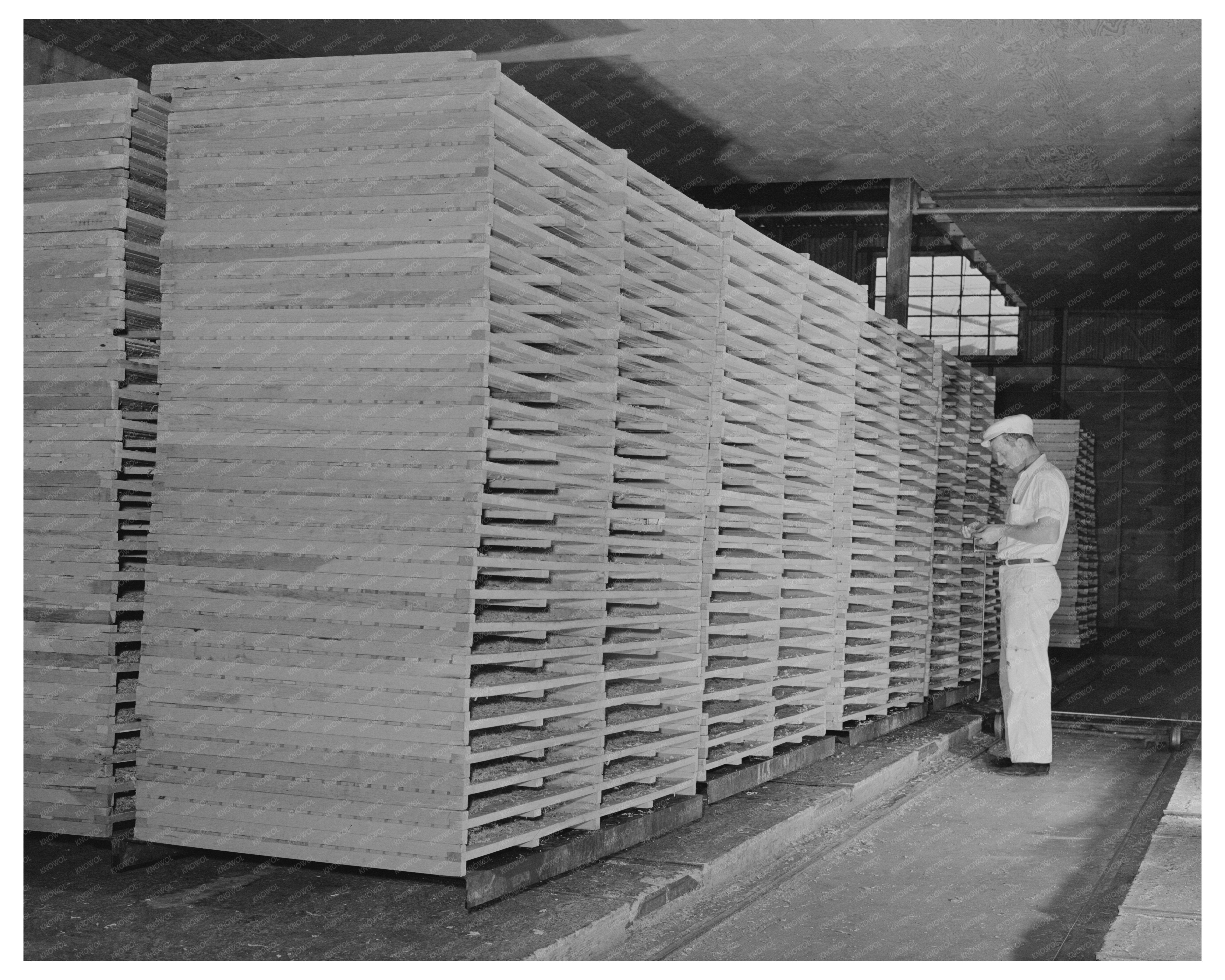 Cabbage Drying Racks in Turlock California 1942
