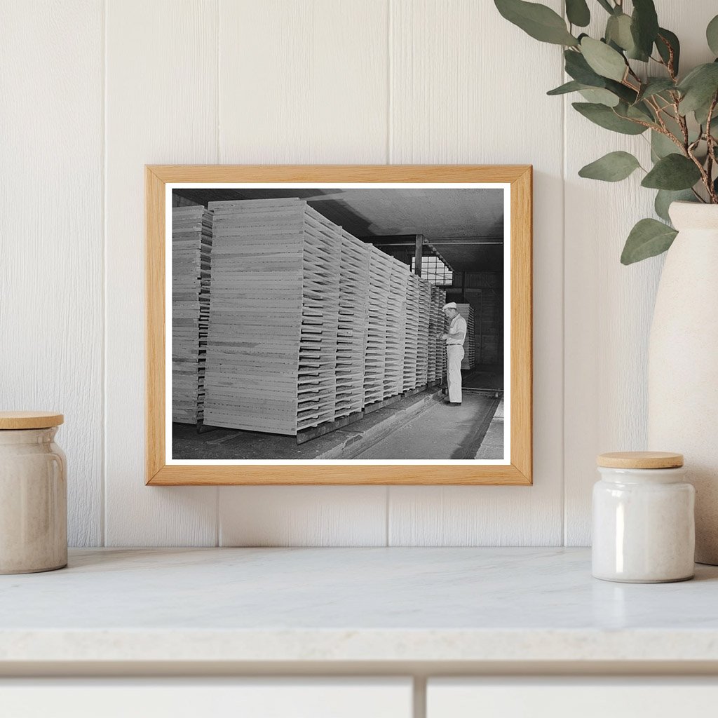 Cabbage Drying Racks in Turlock California 1942