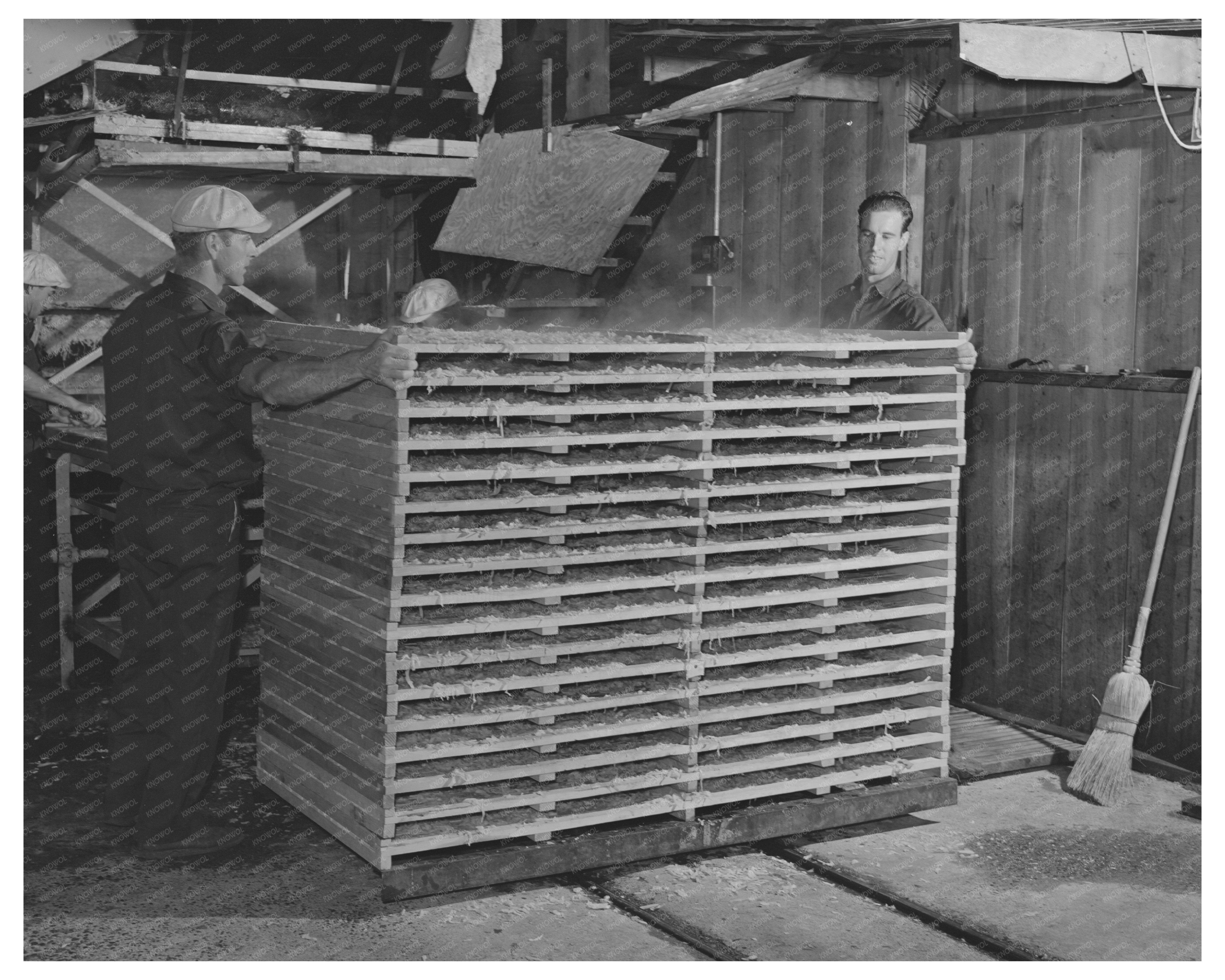 Cabbage Drying Process Turlock California June 1942
