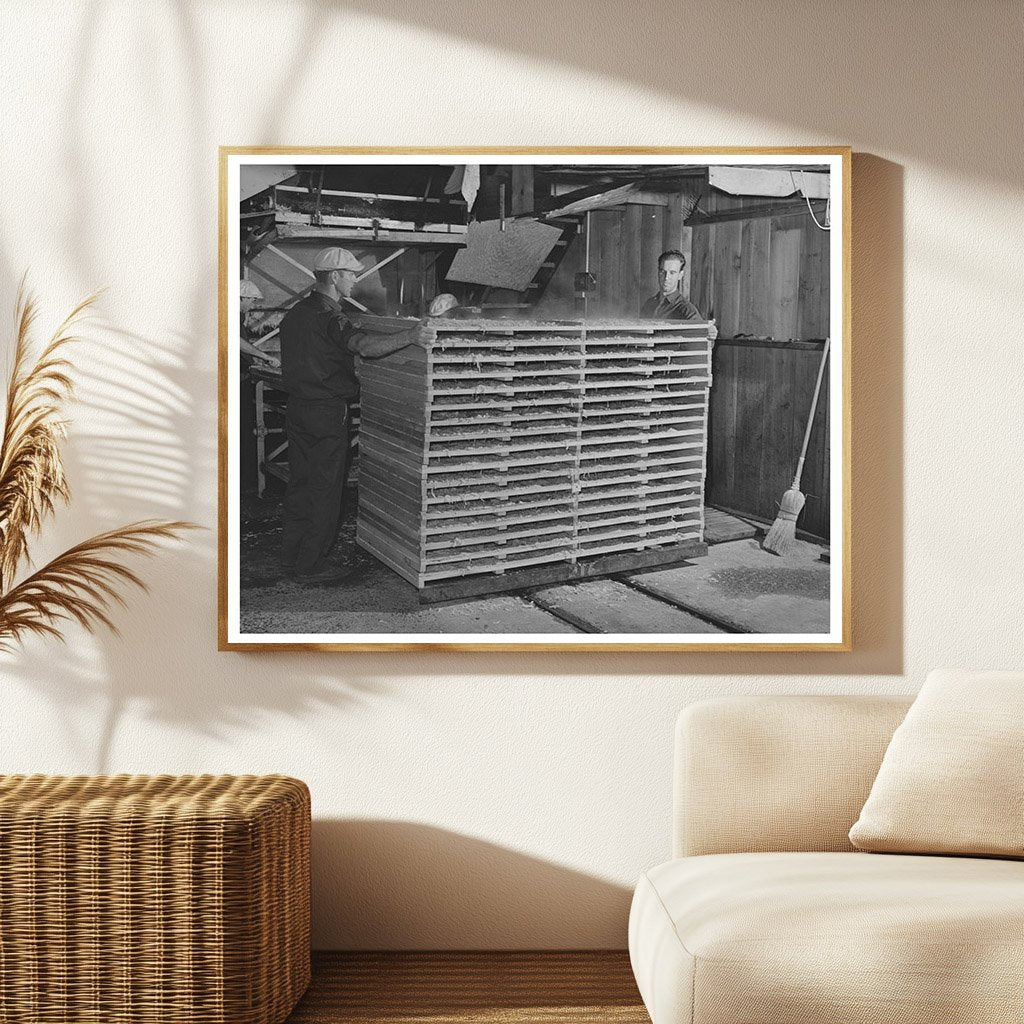 Cabbage Drying Process Turlock California June 1942