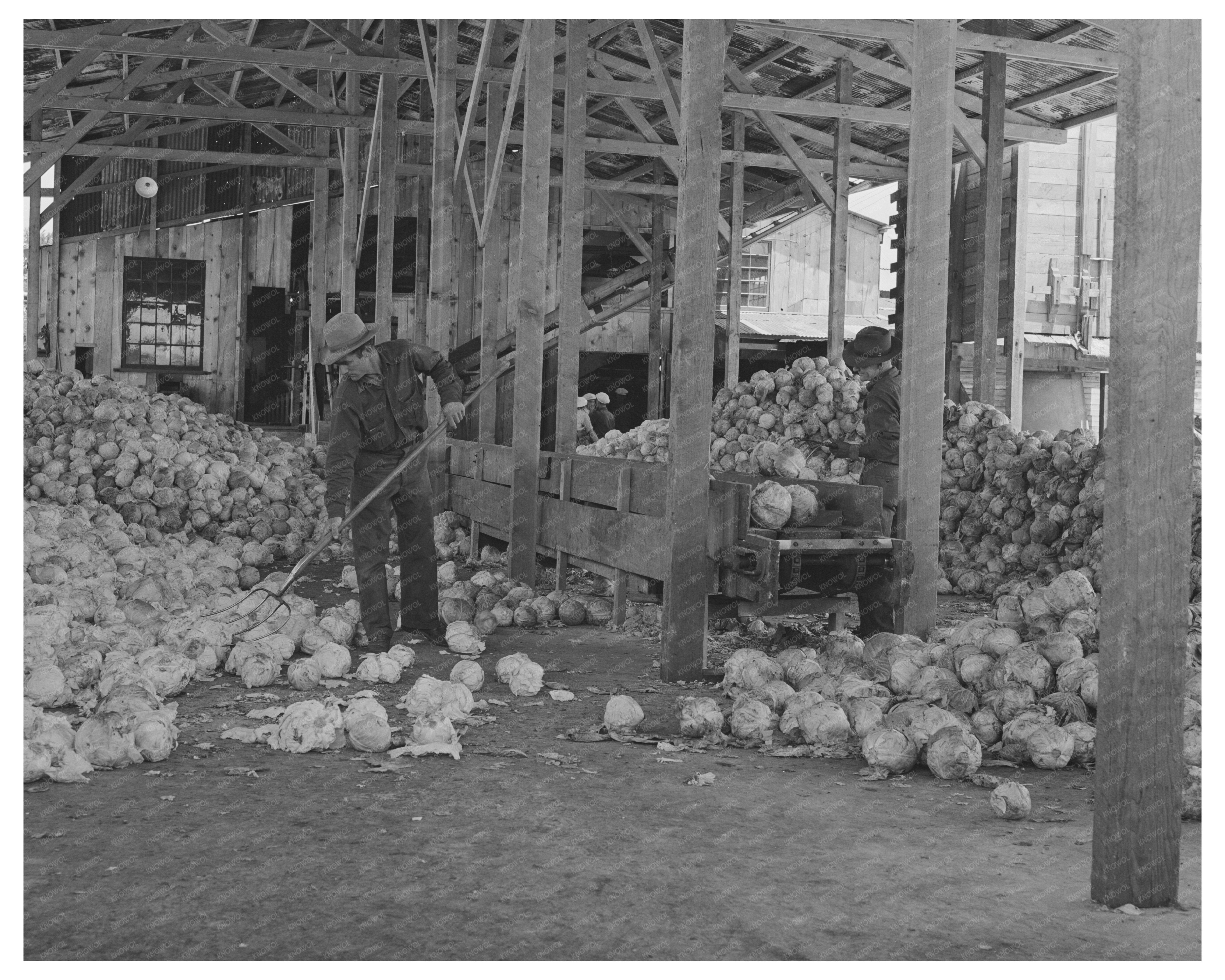 Cabbage Processing at Turlock Dehydrating Plant 1942