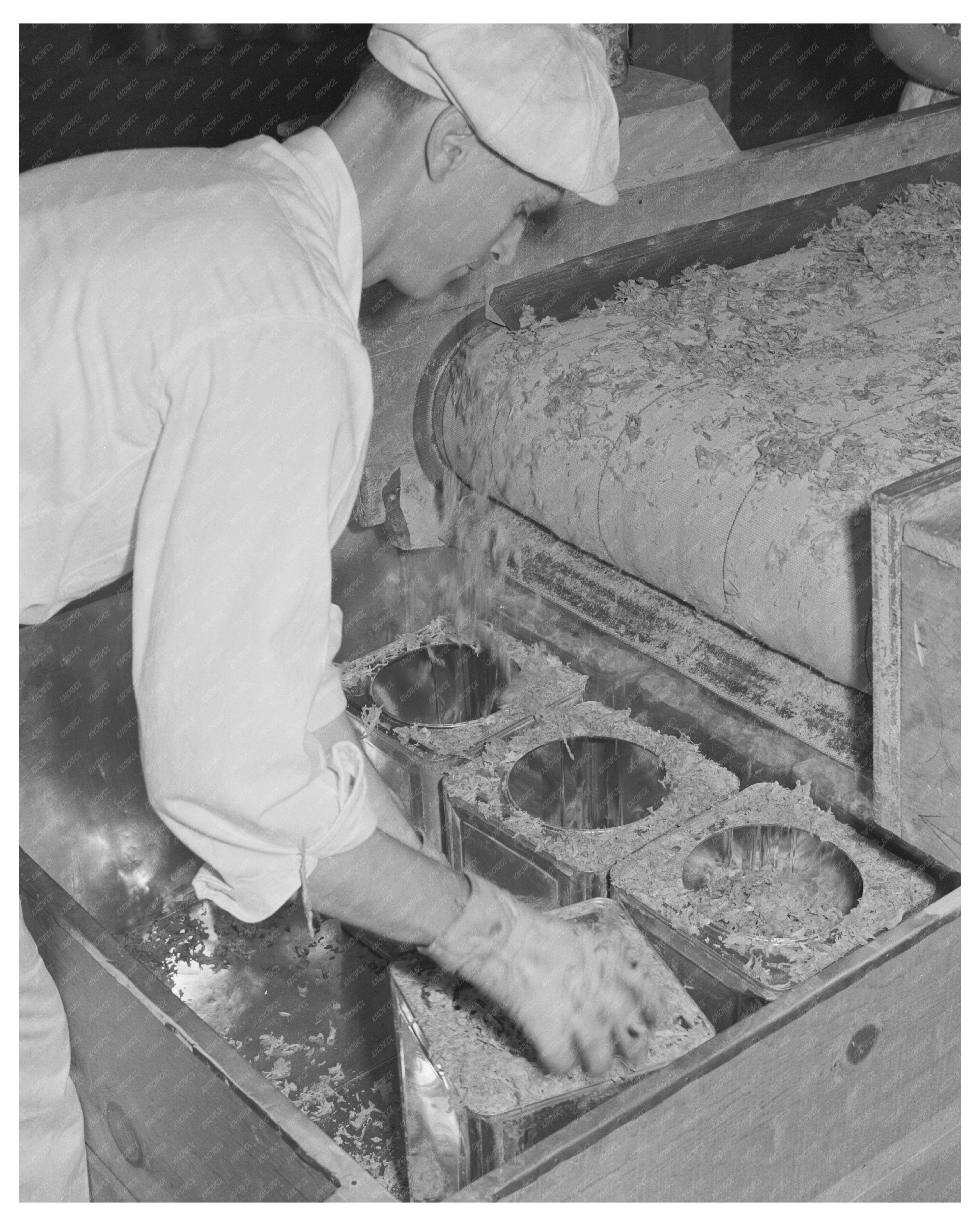 Dehydrated Cabbage Canning in Turlock California 1942
