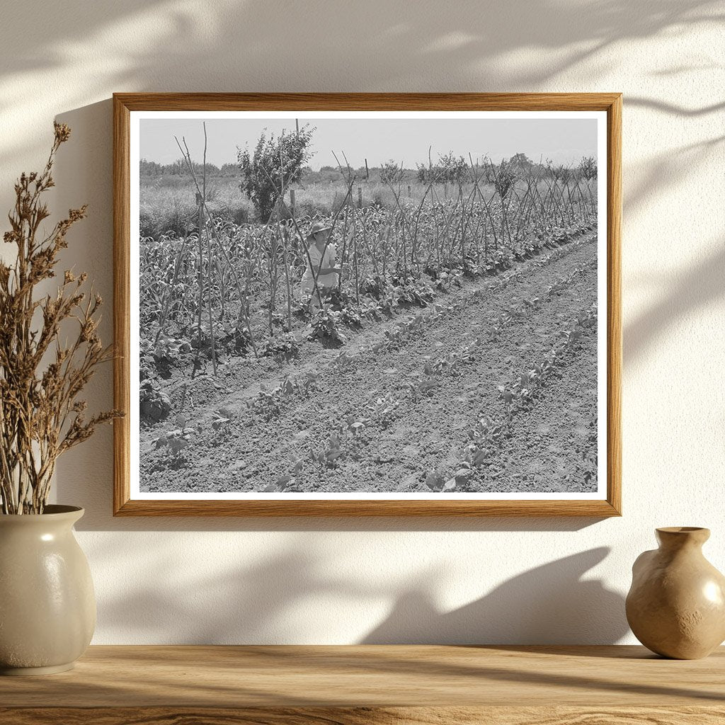 Yuba City Garden of FSA Community June 1942
