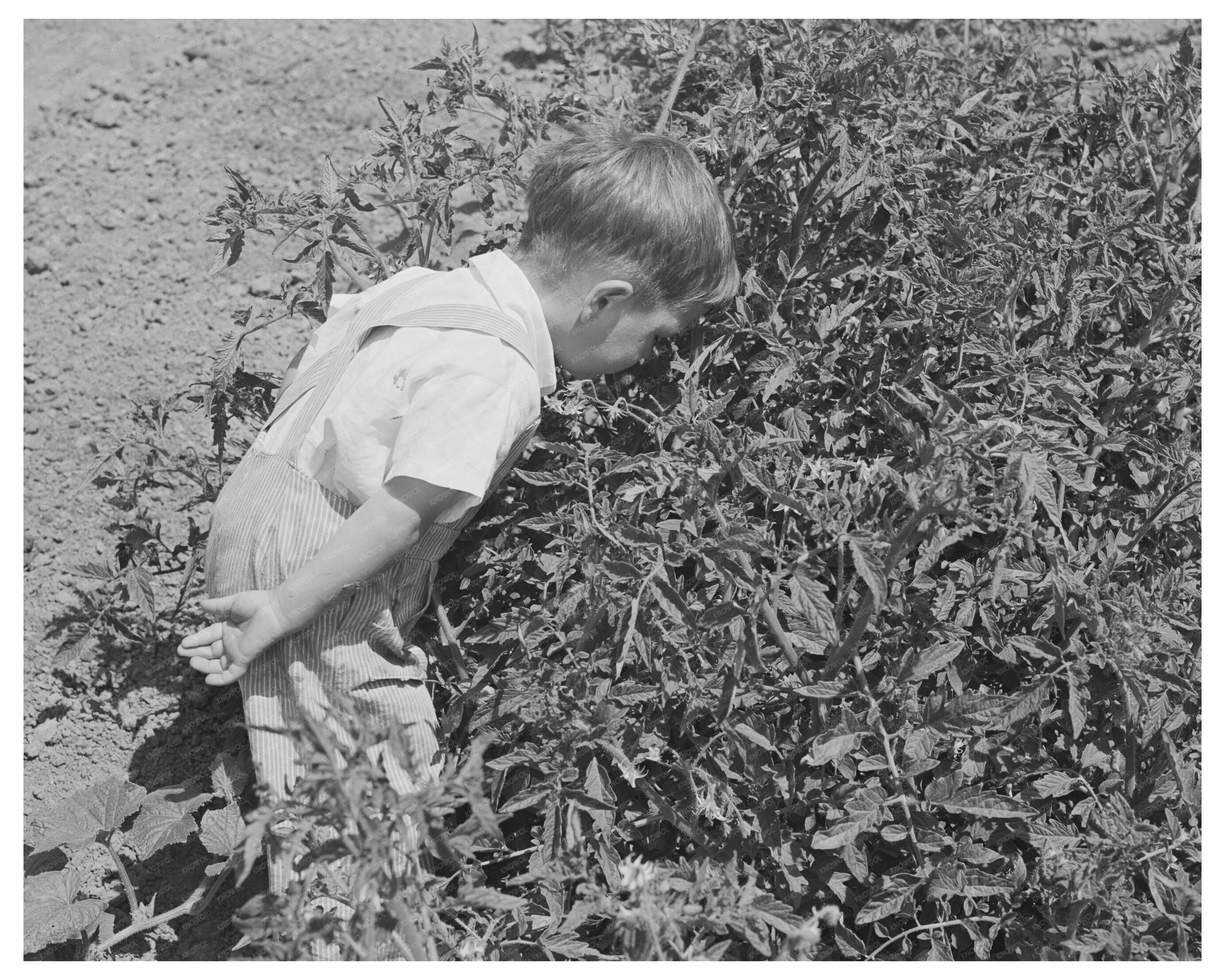 Donnie Martin Hunting Bugs in Yuba City 1942