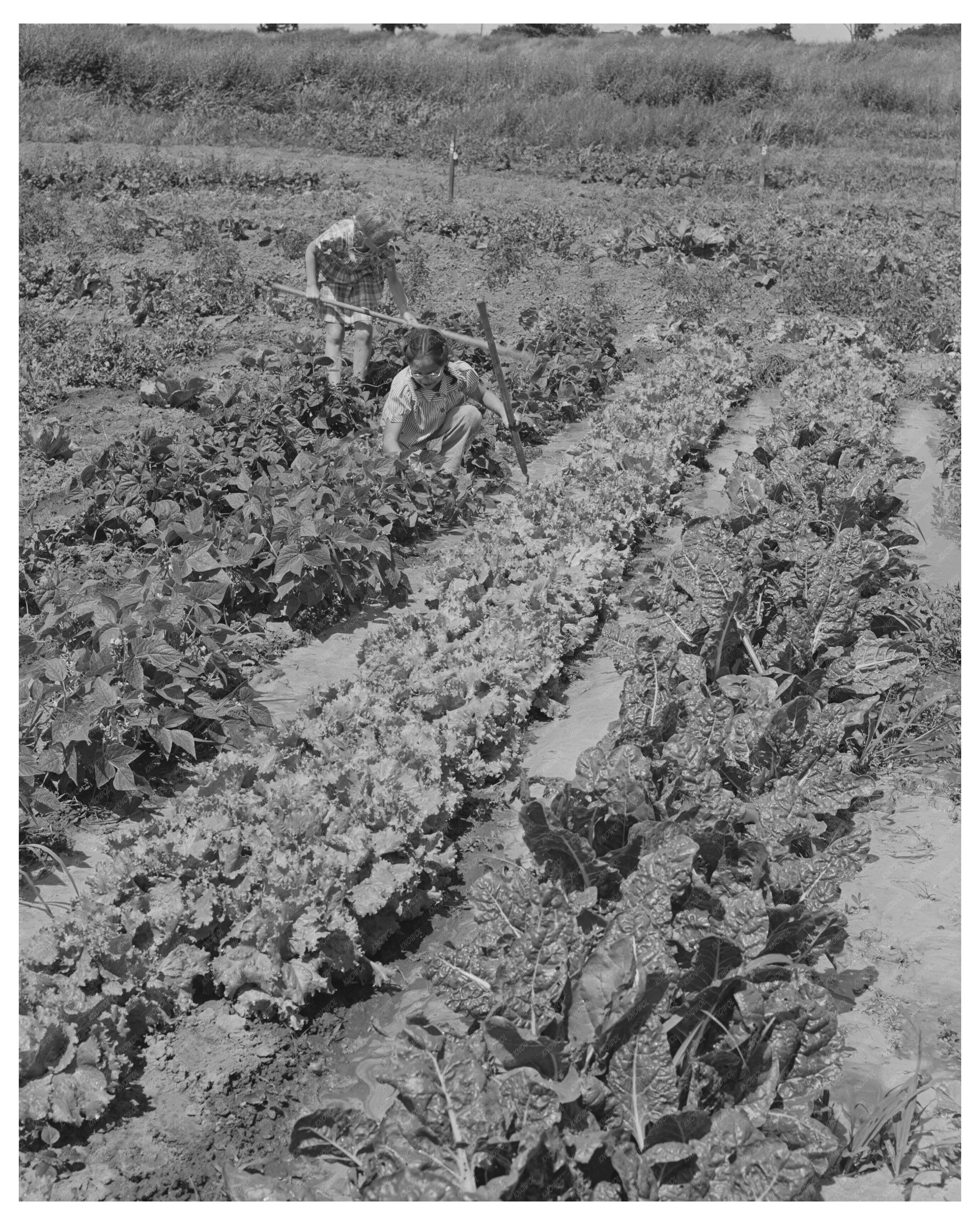 Children Working in Community Gardens Yuba City 1942