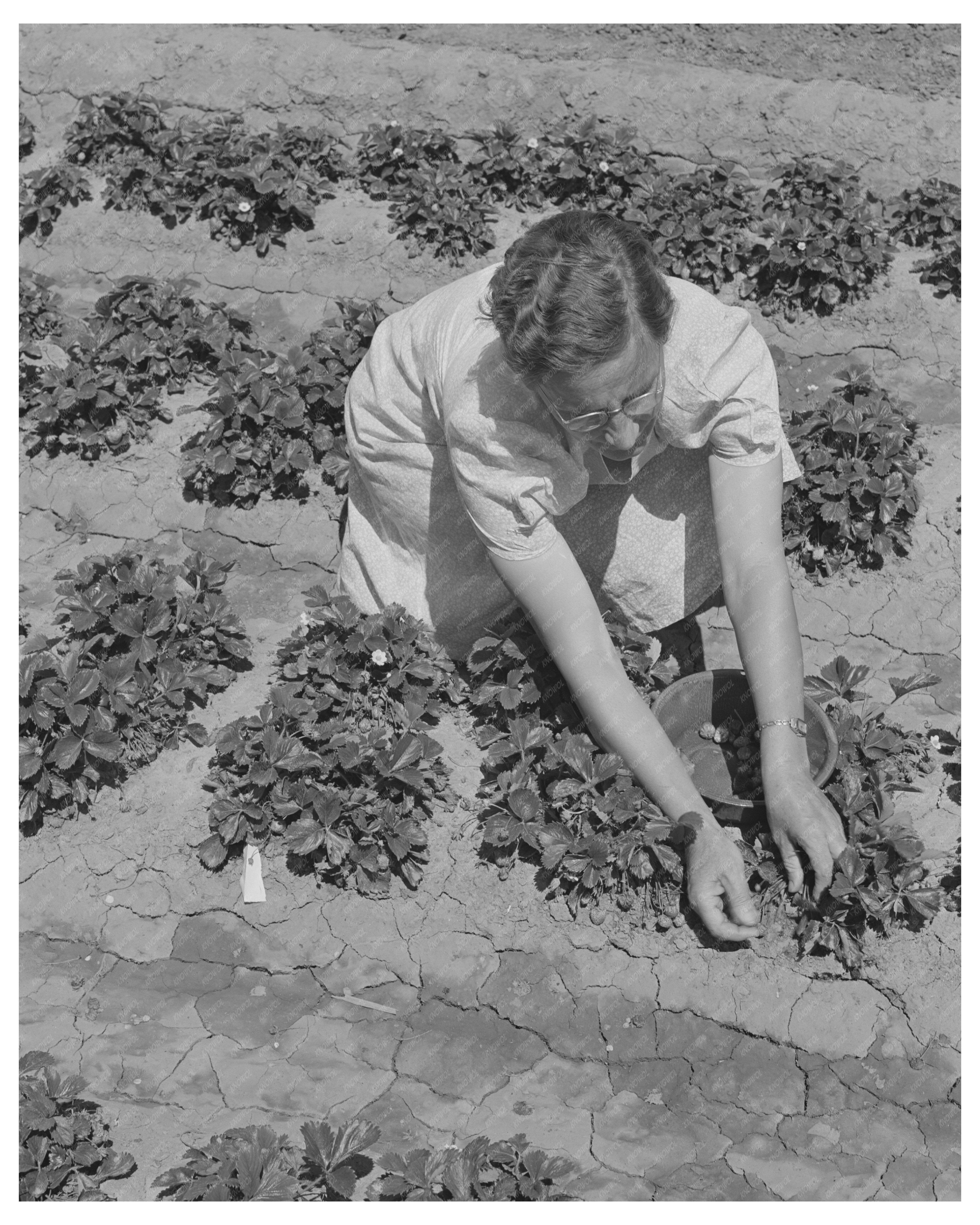 Strawberry Bed in Gridley California June 1942