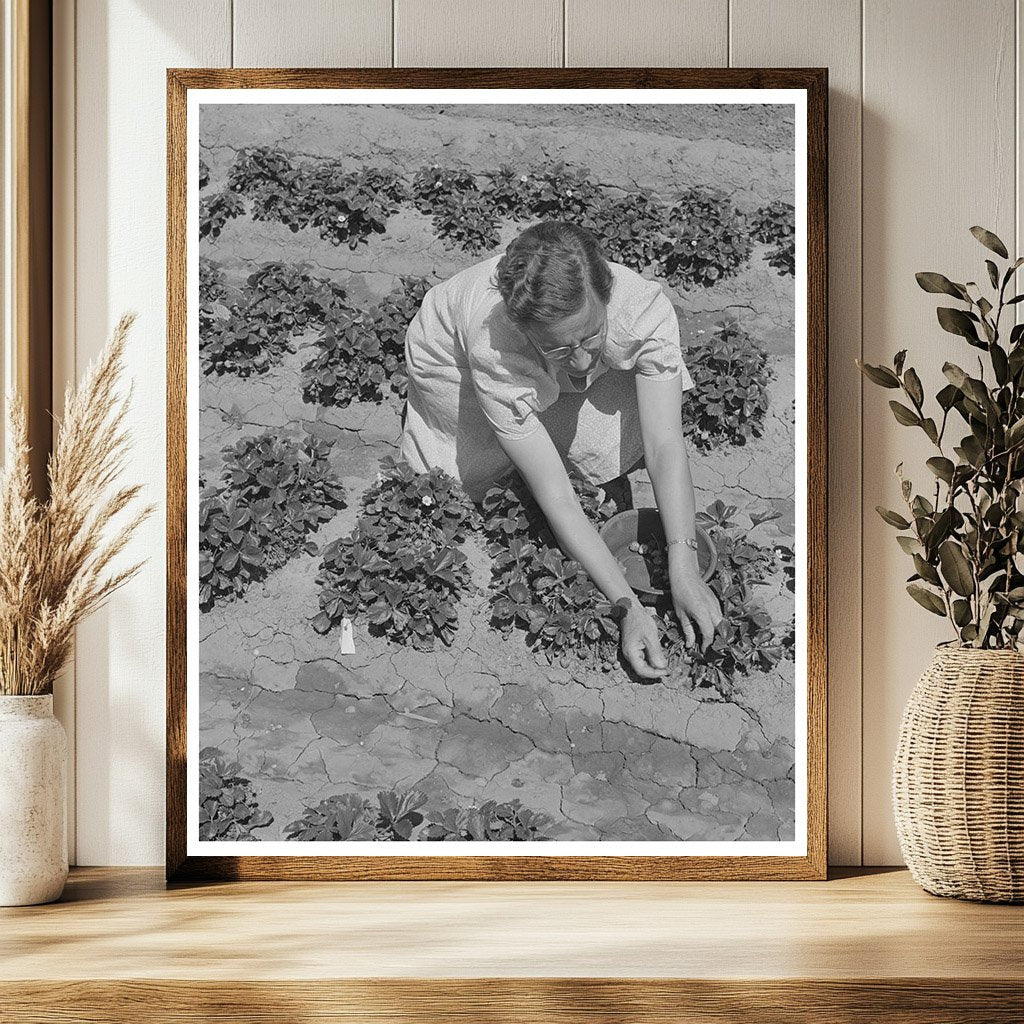 Strawberry Bed in Gridley California June 1942