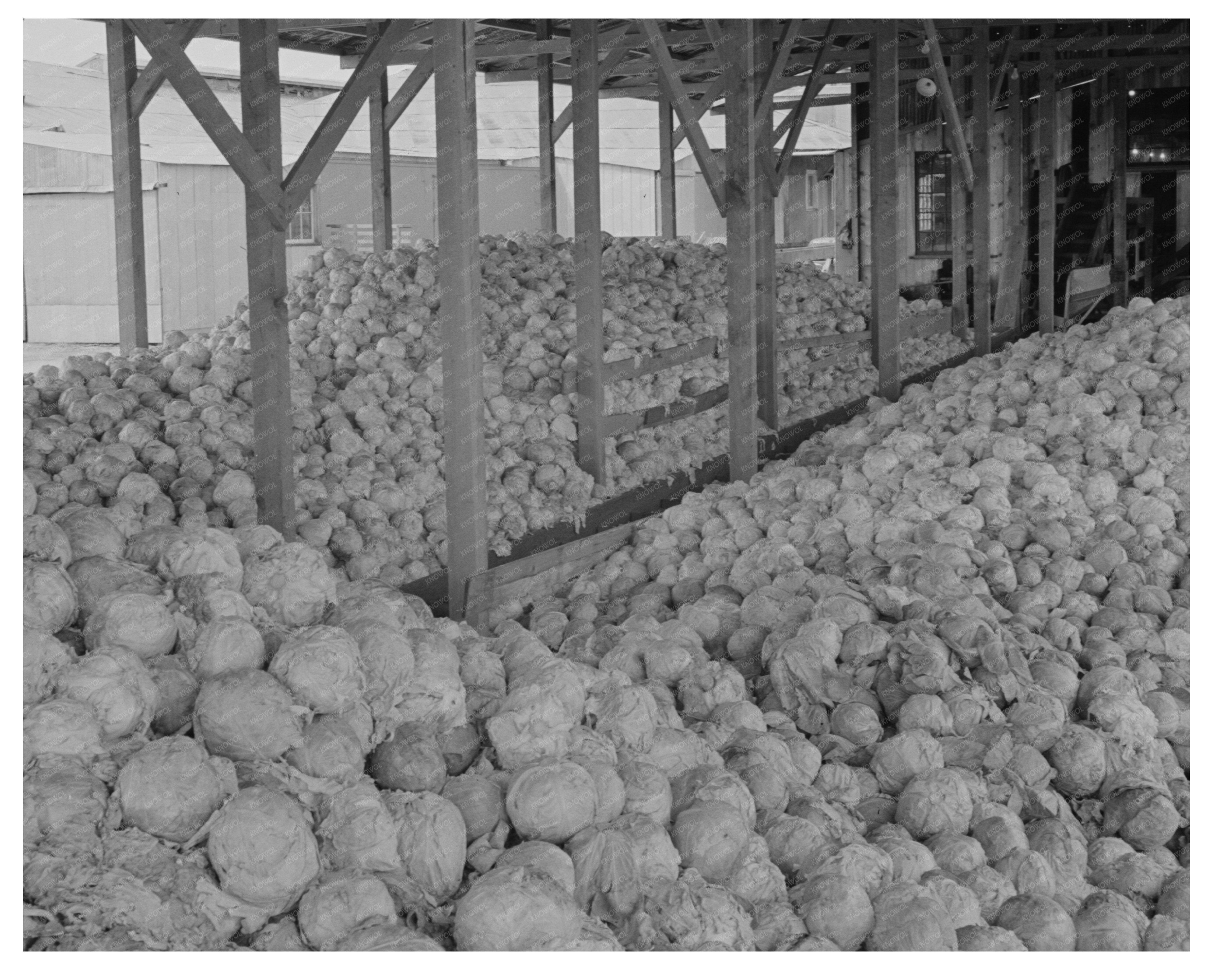 Cabbage Dehydration Plant Turlock California June 1942
